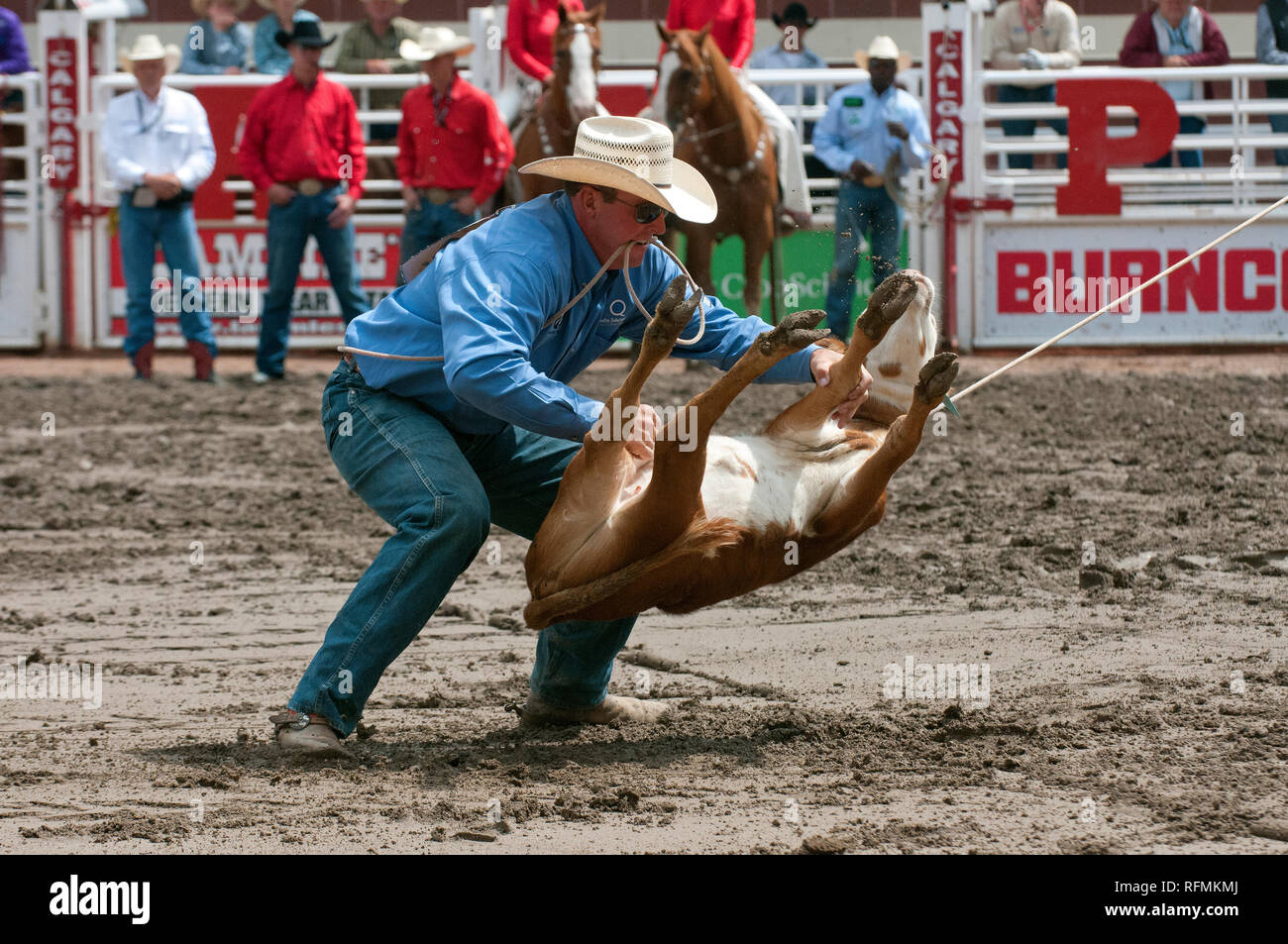 Cowboy and calf in tie-down roping race at Calgary Stampede, Calgary, Alberta, Canada Stock Photo