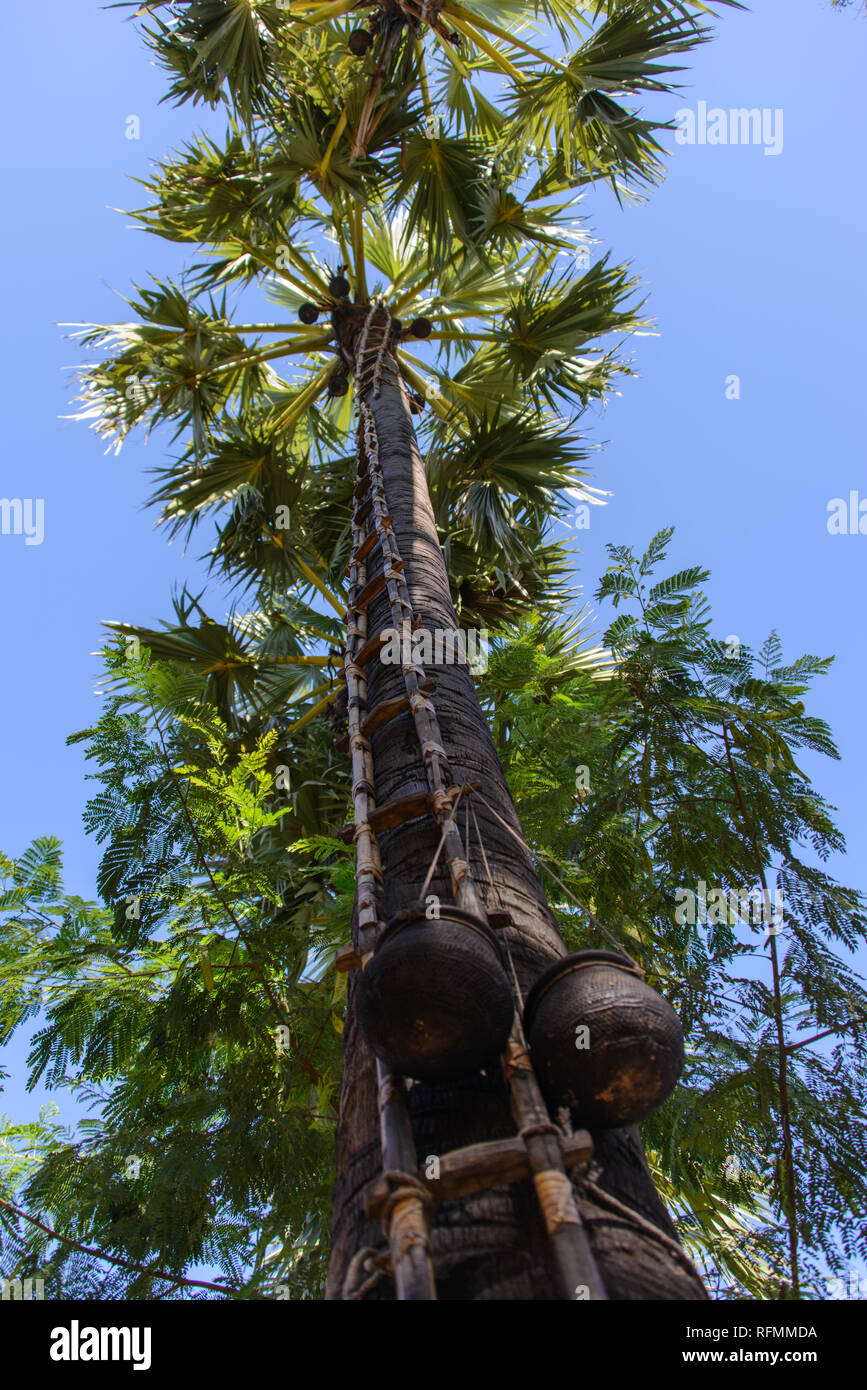 Man on the palm tree Stock Photo