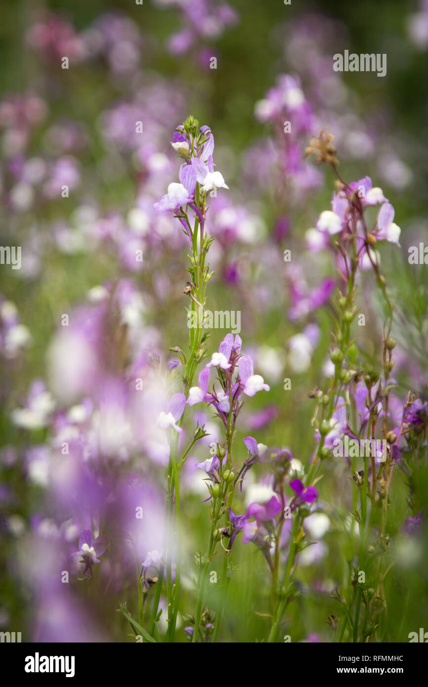 Pretty purple flower hi-res stock photography and images - Alamy
