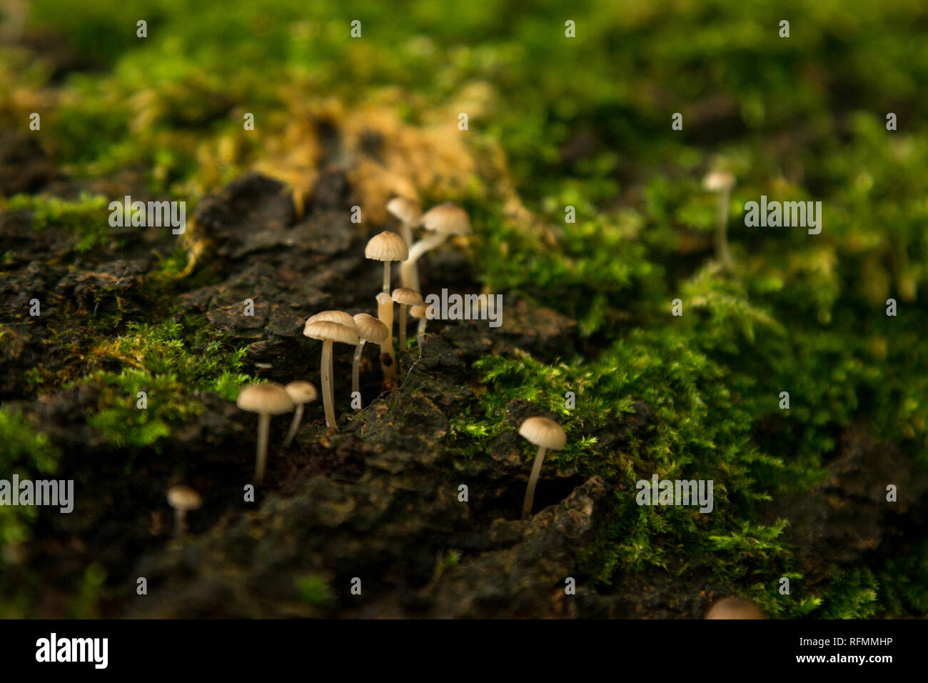 Close up of  Fairy Inkcap Mushroom Stock Photo