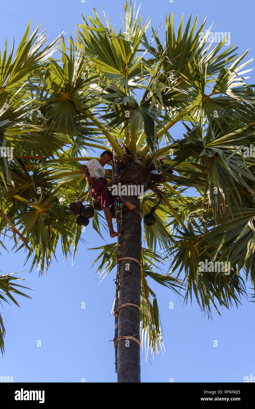 Man on the palm tree Stock Photo