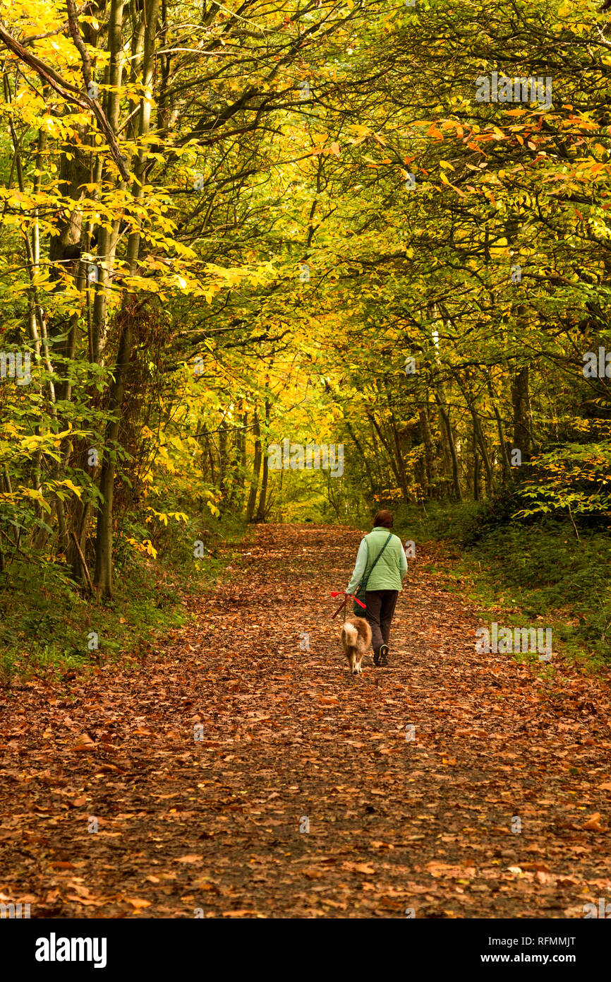Woman walking her dog in the woodland in Autumn Stock Photo