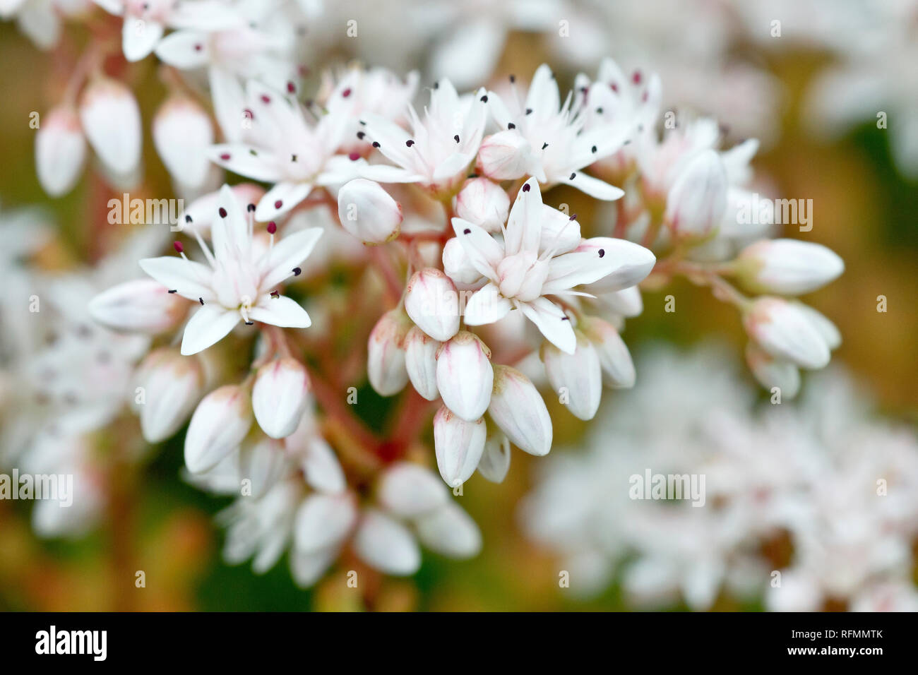 White Stonecrop (sedum album), close up of a cluster of flowers and buds. Stock Photo