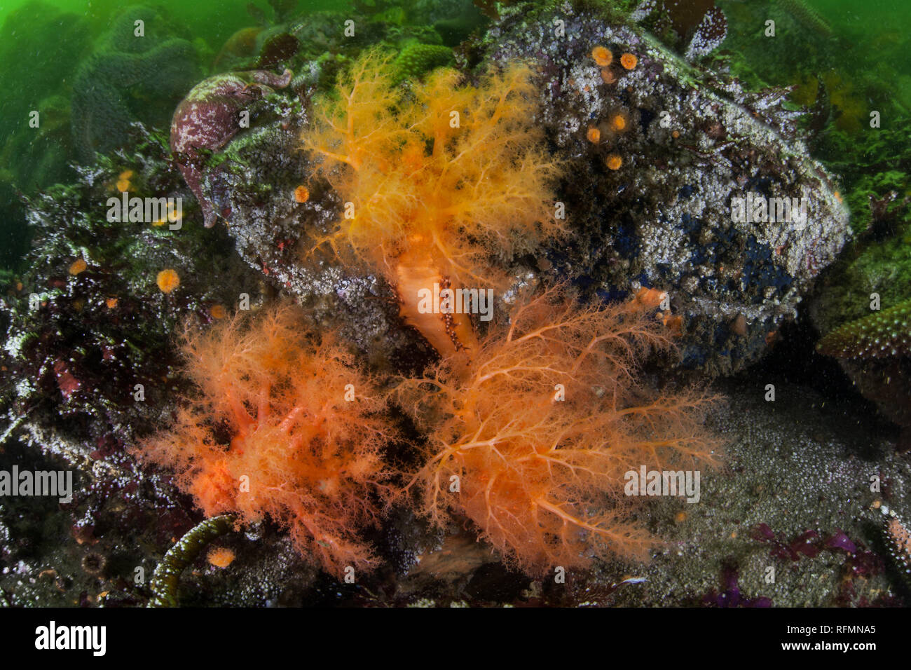 Orange sea cucumbers, Cucumaria miniata, stretch their feeding tentacles to catch plankton on the seafloor of a kelp forest in Monterey, California Stock Photo