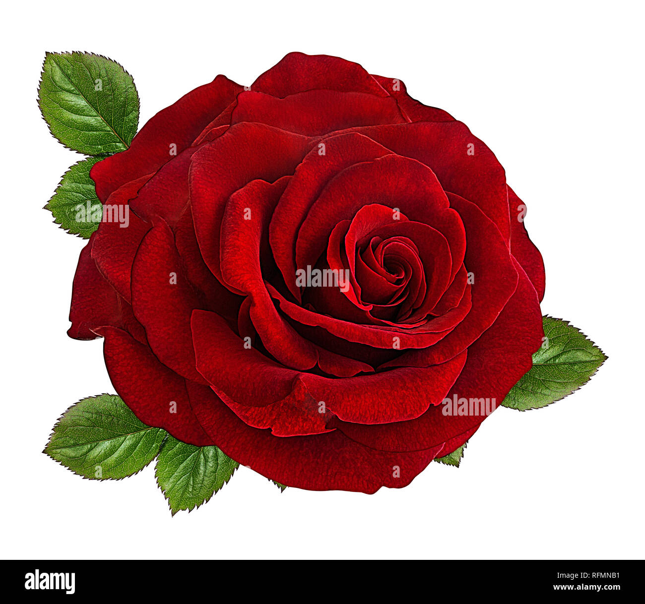 rose isolated on white background Stock Photo - Alamy