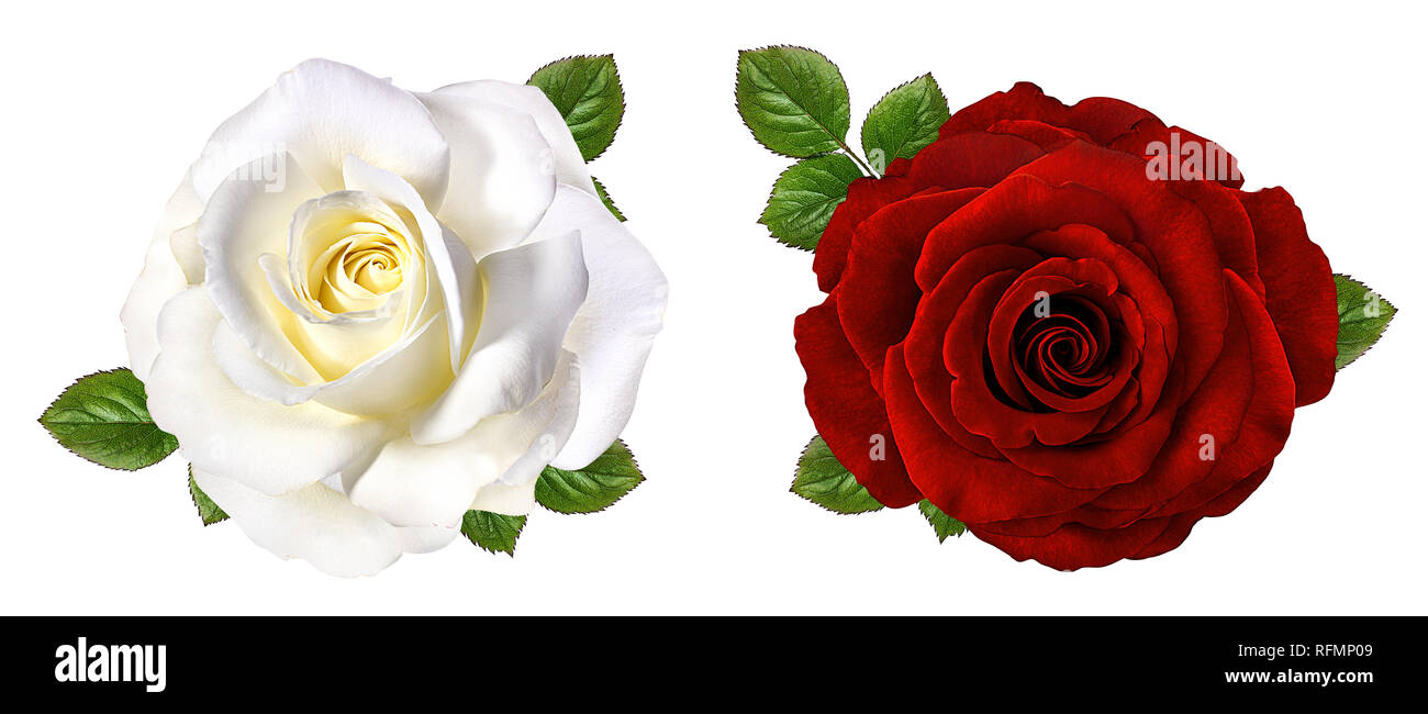 rose isolated on white background Stock Photo - Alamy