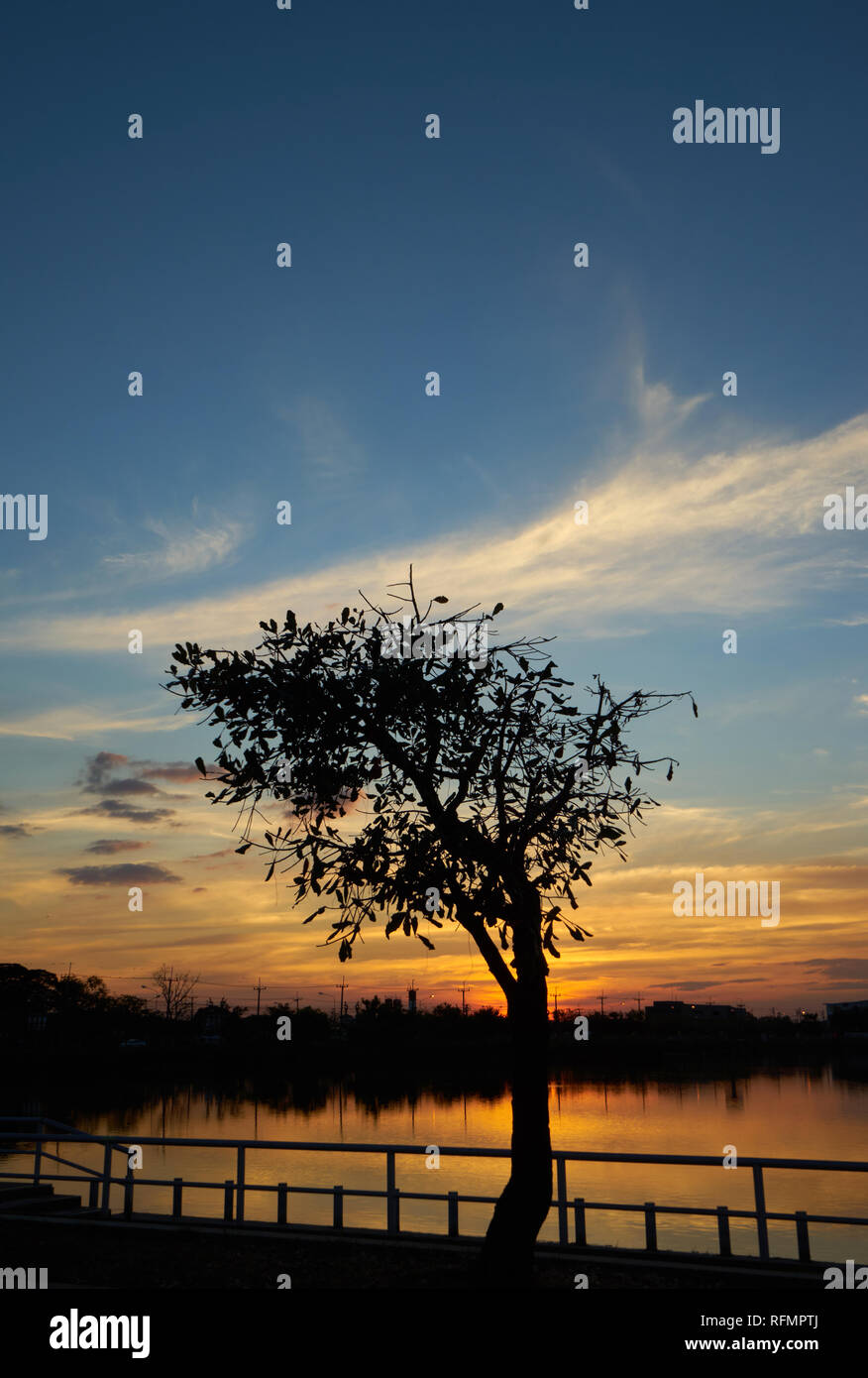 Silhouette of tree by the lake in public park Stock Photo - Alamy