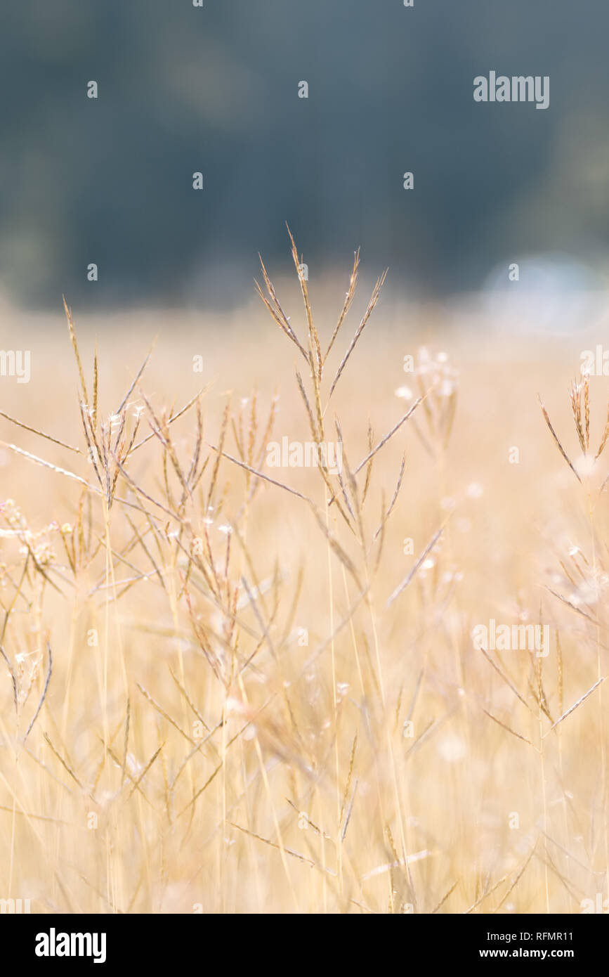 Dry grass field Stock Photo Alamy