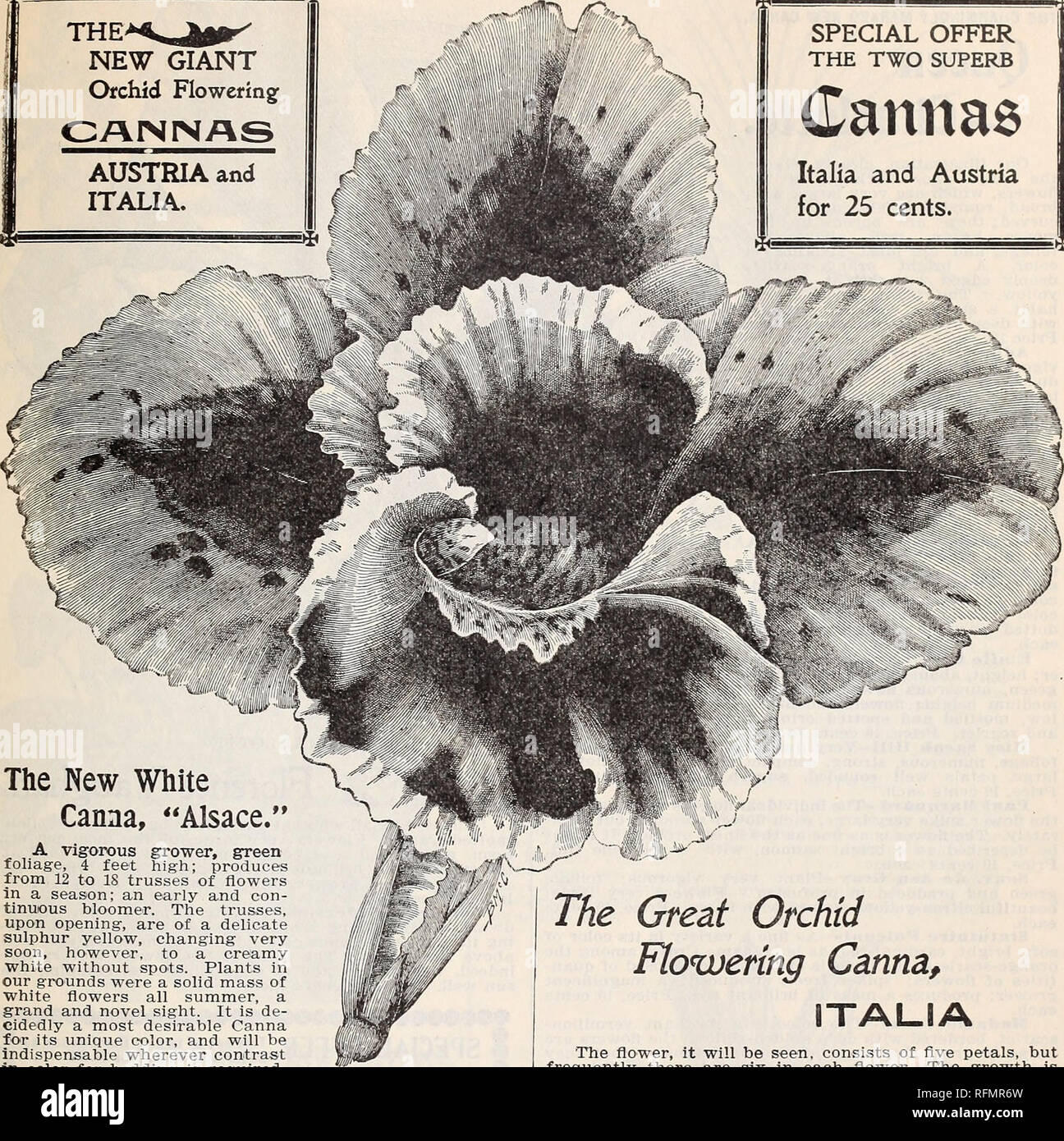 . Floral gems. Nurseries (Horticulture) Ohio Springfield Catalogs; Plants, Ornamental Catalogs; Flowers Catalogs; Bulbs (Plants) Catalogs. McGregor brothers, florists, Springfield, ohio. 45 THE^ NEW GIANT Orchid Flowering CAININAg AUSTRIA and ITALIA. SPECIAL OFFER THE TWO SUPERB Italia and Austria for 25 cents.. The New White Canna, &quot;Alsace.&quot; A vigorous grower, green foliage, 4 feet high; produces from 12 to IS trusses of flowers in a season; an early and con- tinuous bloomer. The trusses, upon opening, are of a delicate sulphur yellow, changing very soon, however, to a creamy white  Stock Photo