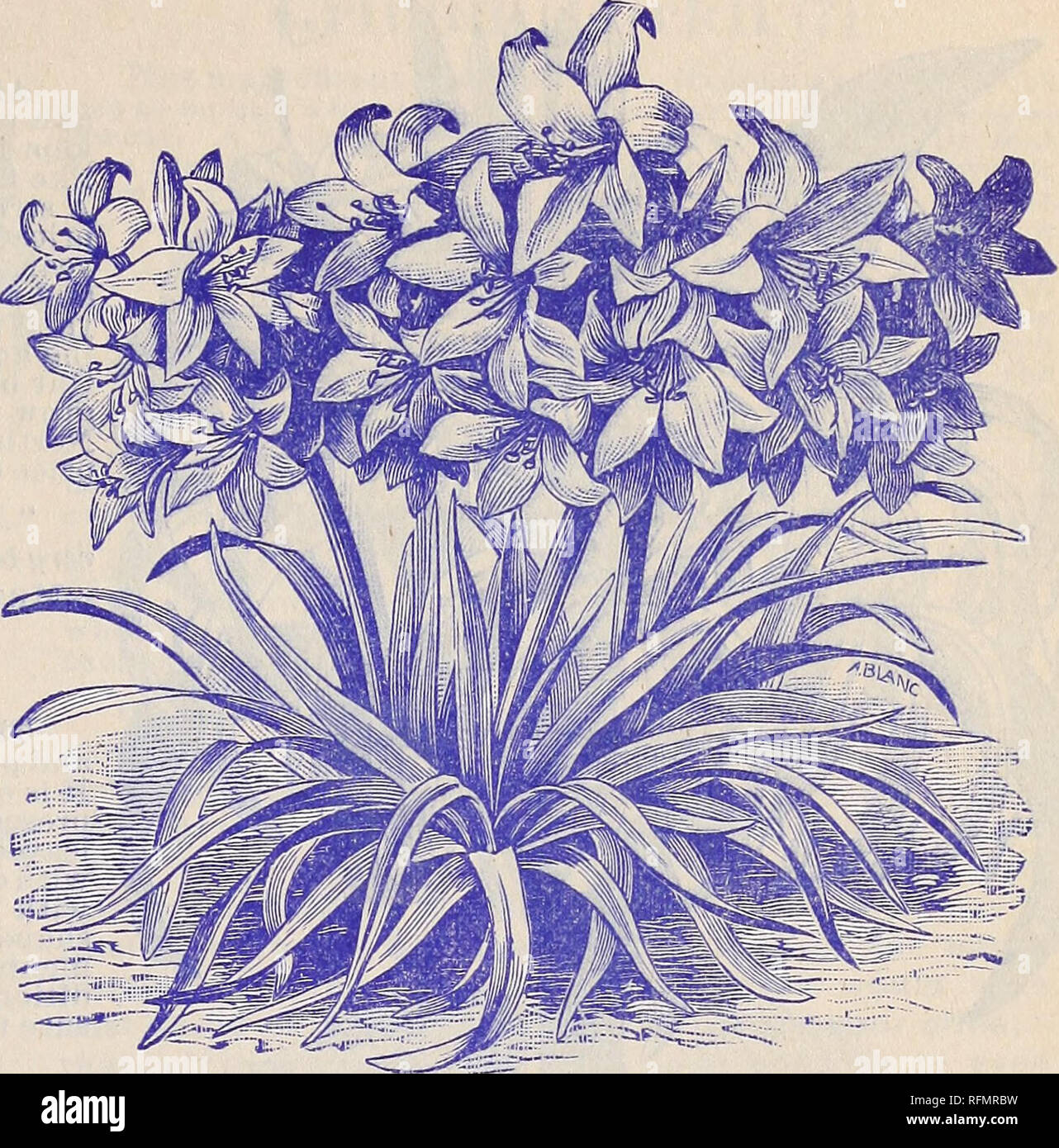 Rare Florida Flowers And Fruits Nurseries Horticulture