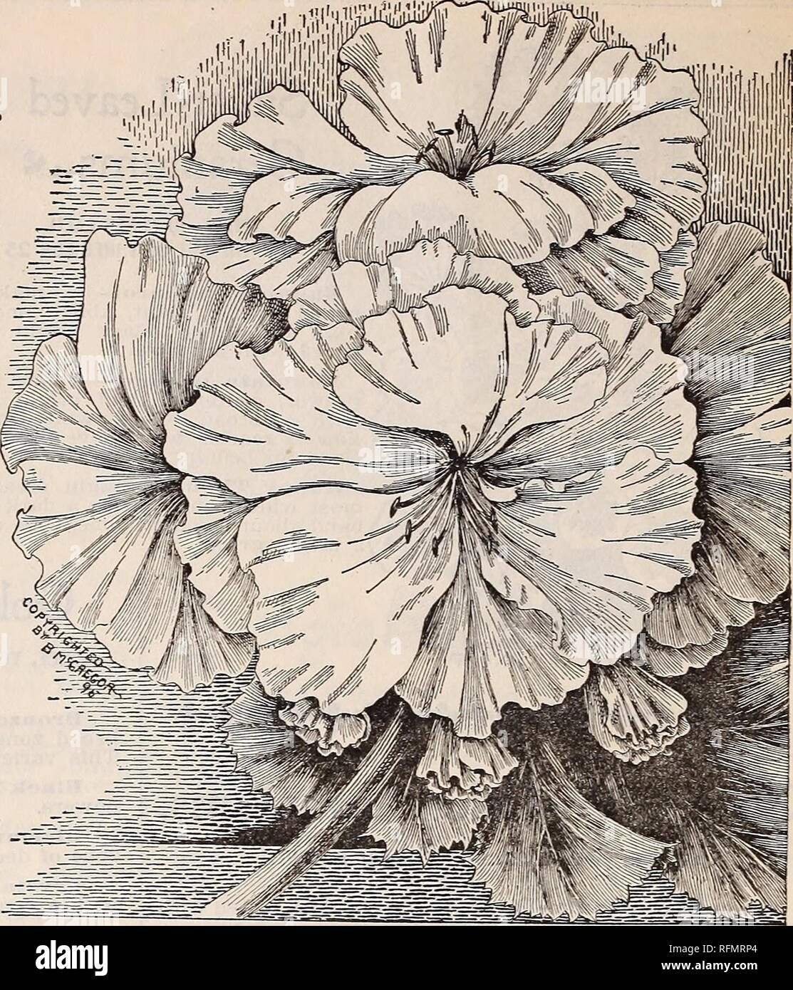Floral Gems Nurseries Horticulture Ohio Springfield Catalogs Plants Ornamental Catalogs Flowers Catalogs Bulbs Plants Catalogs 30 Mcgregor Brothers Florists Springfield Ohio Pelargoniums Or Lady Washington Geraniums By Many Called