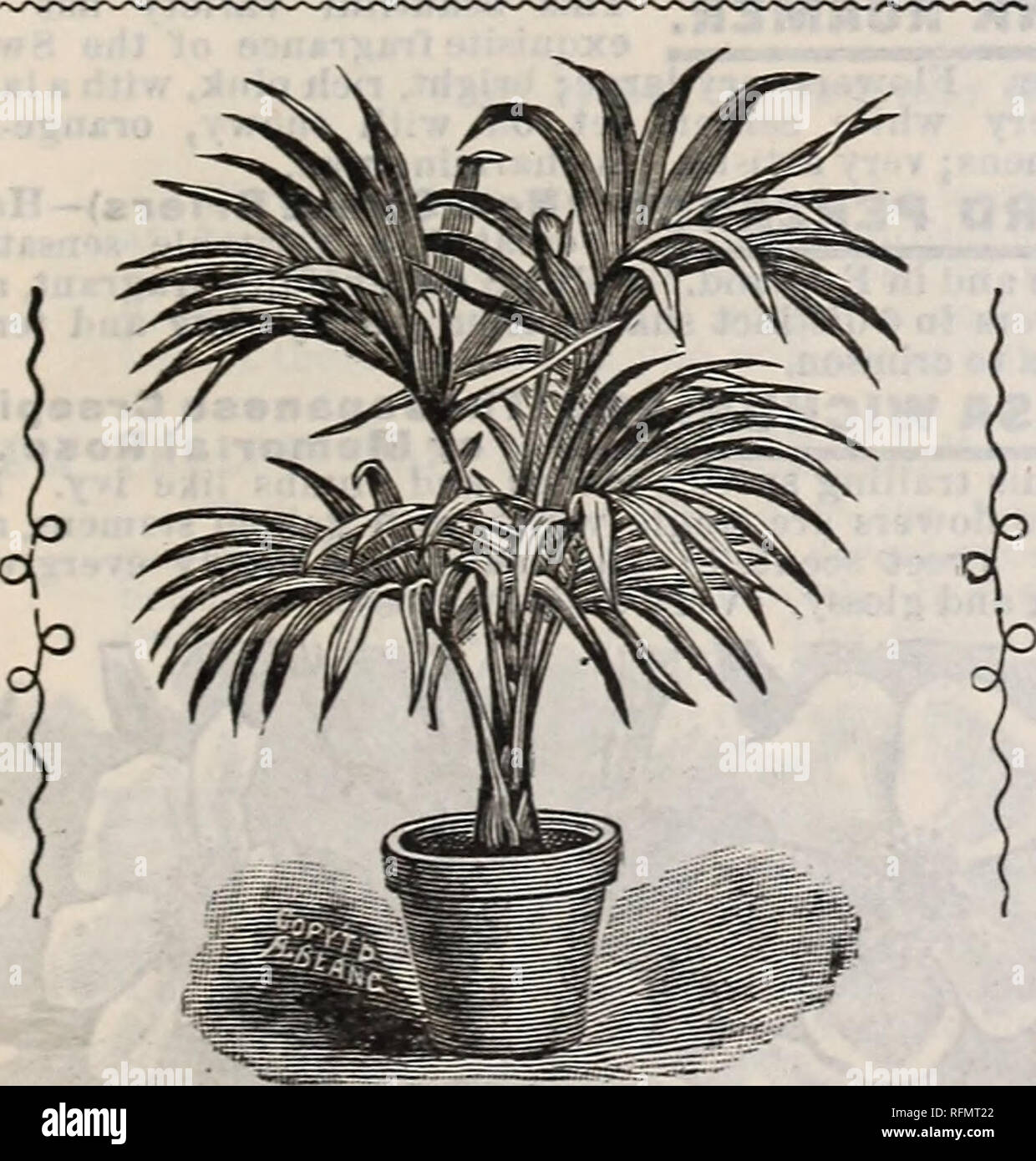 . Flowers for spring, 1899 : plants seeds and bulbs. Nursery stock New York (State) Catalogs; Flowers Seeds Catalogs; Bulbs (Plants) Catalogs; Plants, Ornamental Catalogs. Filifera Palm. Cocos Weddeliana *C0C0S WEDDELIAMA.* The Most Costly and Aristocratic ofi all Palms. This exquisite plant is used for the most re- fined occasions and purposes. Used for centers in the most elaborate floral designs. For table, mantel and jardinieres, as well as for the win- dow and hall. Grows easy and never gets out of shape or color. Never offered so cheap. Nice Plants, 8 to 10 Inches high, 30 cts. Larger Pl Stock Photo