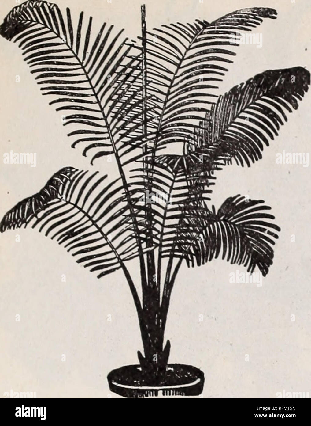 . Floral gems for winter flowering: autumn 1899. Nurseries (Horticulture) Ohio Springfield Catalogs; Plants, Ornamental Catalogs; Flowers Catalogs; Bulbs (Plants) Catalogs. McGregor Brothers, Florists, Springfield, Ohio. 29. Cocos Weddellianao ...PaLMS... Are now indispensable in all decorations, whether for apartments, conservato- ries, or for tropical bedding in the Summer. The following is a select list of the best kinds, and those that are better adapted for house culture. NOTICE—It may be well to state here that young Palms do not resem. ble the illustration given, as they do not show the Stock Photo