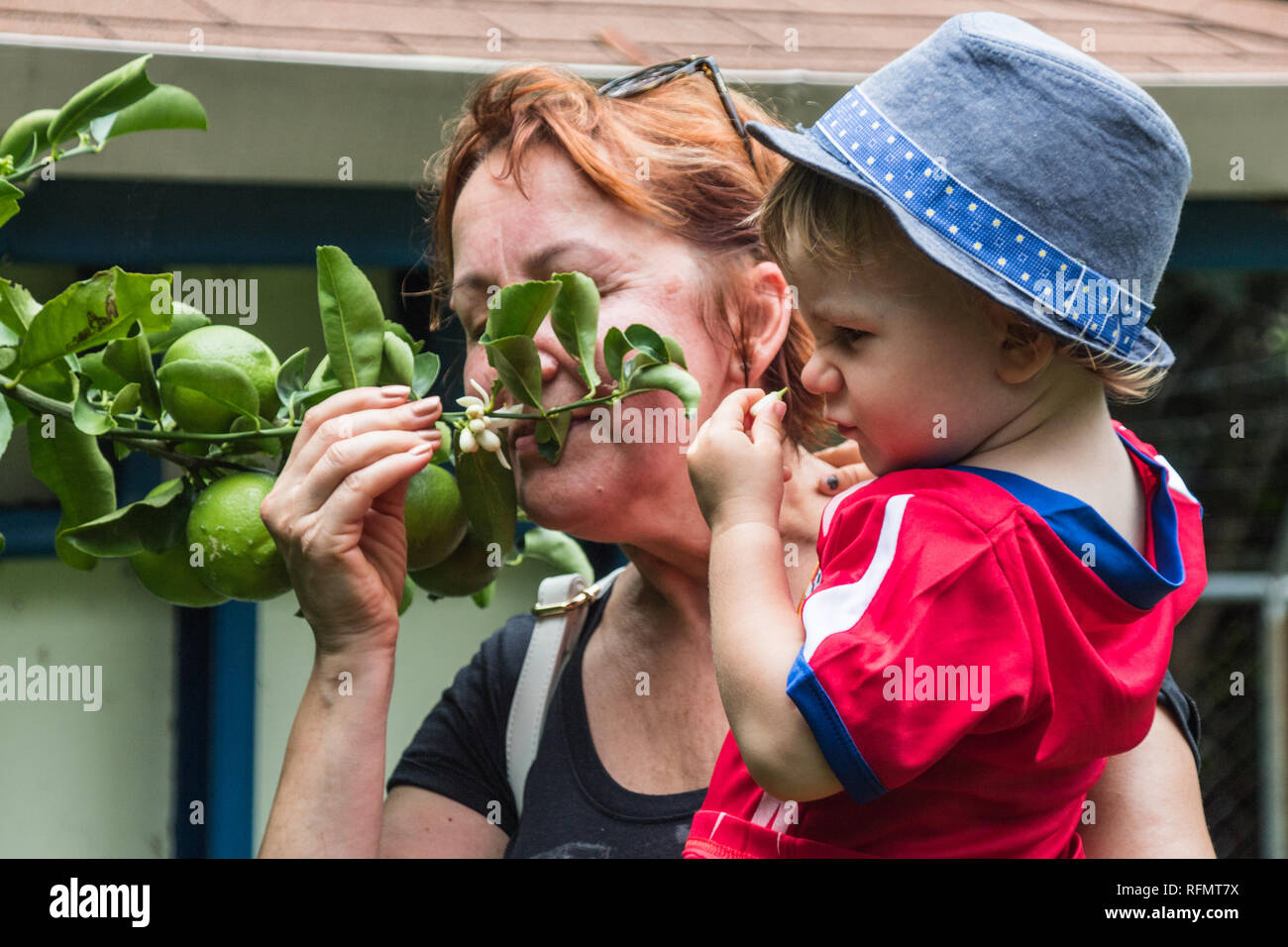 A portrait of a grandmother and her grandson in a garden smelling green lemons on a lemon tree. Stock Photo