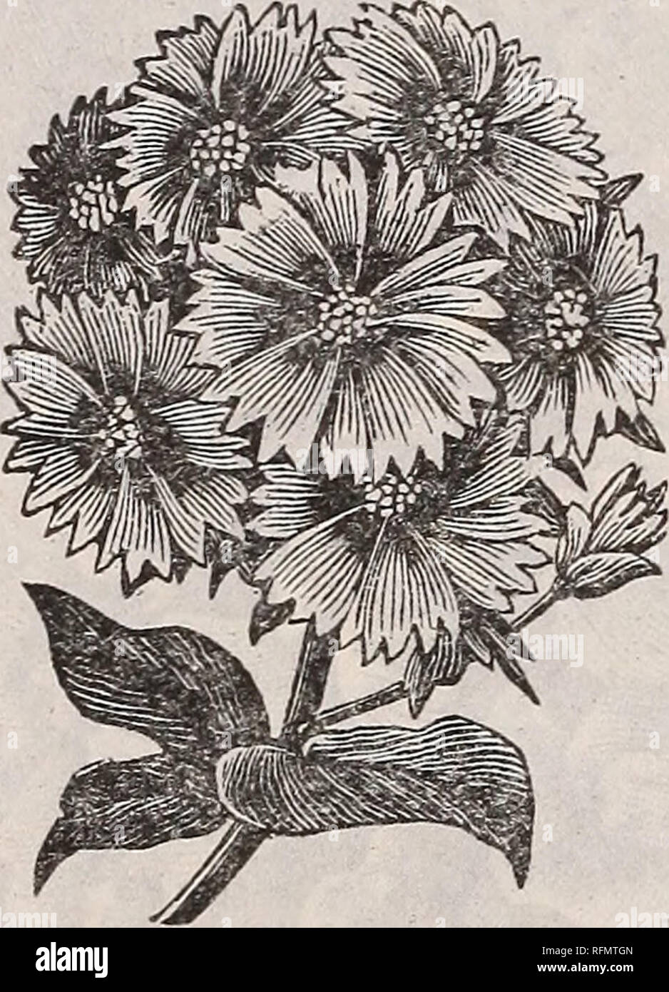 . Flowers for spring, 1899 : plants seeds and bulbs. Nursery stock New York (State) Catalogs; Flowers Seeds Catalogs; Bulbs (Plants) Catalogs; Plants, Ornamental Catalogs. GIANT* PHLOX DRUMMONDIGRANDIFLORA. For beds or borders of dazzling beauty nothing equals the Phlox. Sown out- side, they bloom very soon after plant- ing and until frost. My Giant Phlox Mixture contains more than 40 kinds and colors of the best and most im. proved sorts. Lavender, scarlet, violet, white star, and fringed. Pkt. (100 seeds) 5 cts, %-oz. of this mixture, 10 cts. Phlox Fimbriata. t This beautiful Phlox has fring Stock Photo