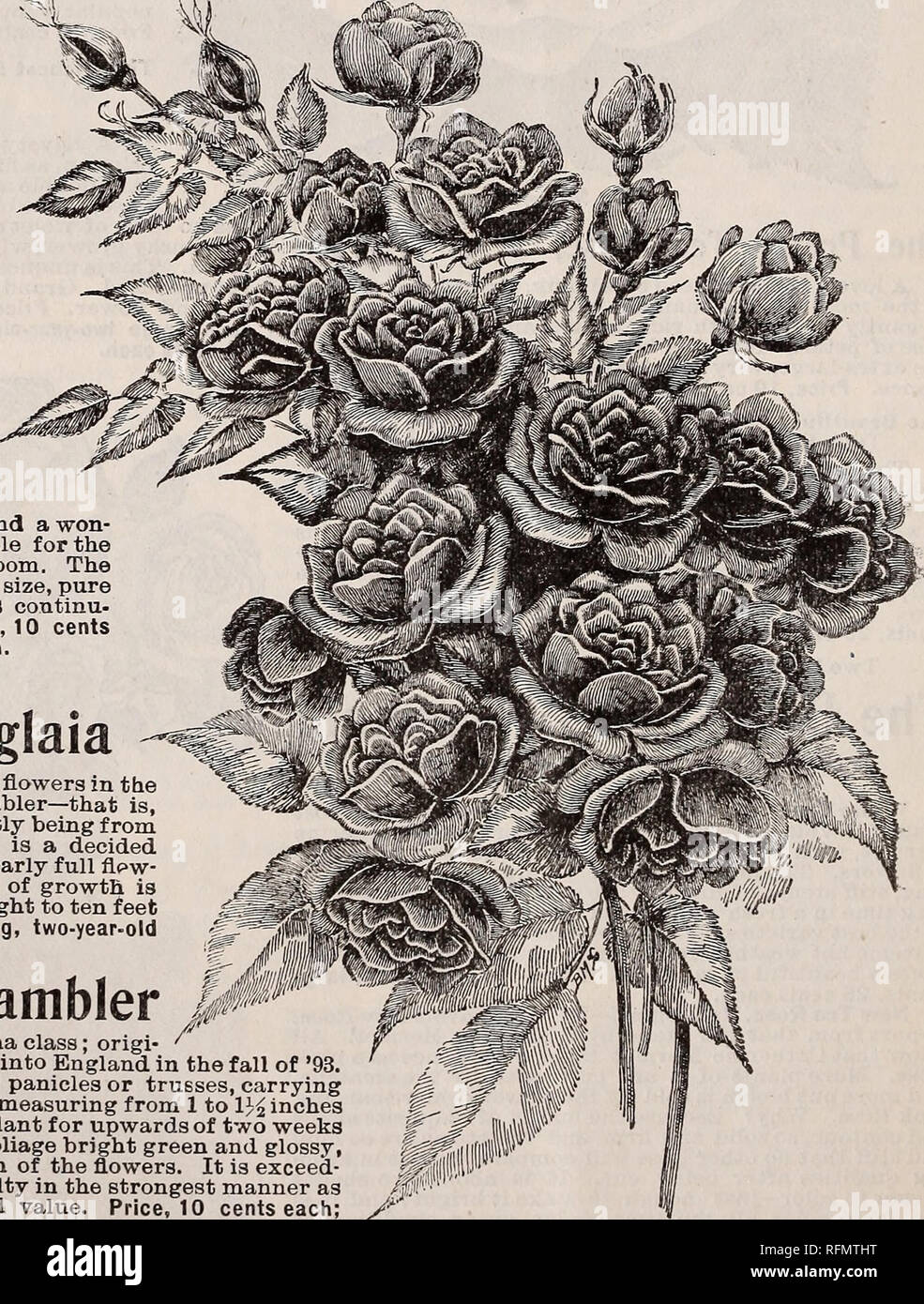 Floral Gems For Winter Flowering Autumn 1899 Nurseries