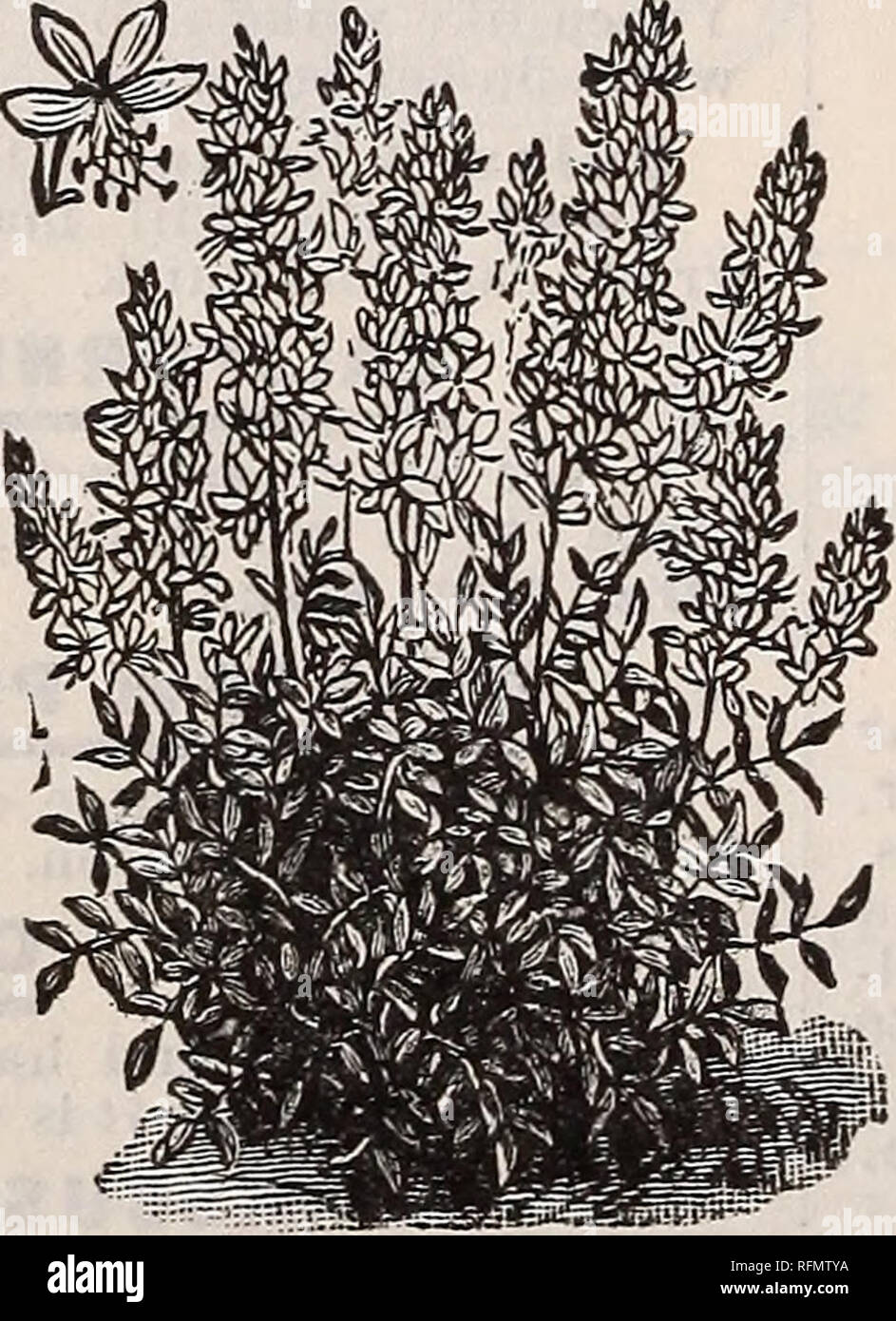 . Flowers for spring, 1899 : plants seeds and bulbs. Nursery stock New York (State) Catalogs; Flowers Seeds Catalogs; Bulbs (Plants) Catalogs; Plants, Ornamental Catalogs. LICHNIS BURNING STAR This is a dazzling beauty In the garden. Bright scar- let. Flowers large and very showy, and plants live in a border year after year. Pkt. (100 seeds) 6 eta.. LAVENDER. Every garden, every house should have this valuable plant. Besides being orna- mental, it is useful in many ways. Prevents moths, and imparts a mild and delicious Uperffcuas. Pkt. (109 seeds) fe. IMPATIBNS SUI/TANI. Impatiens — - - - Sult Stock Photo