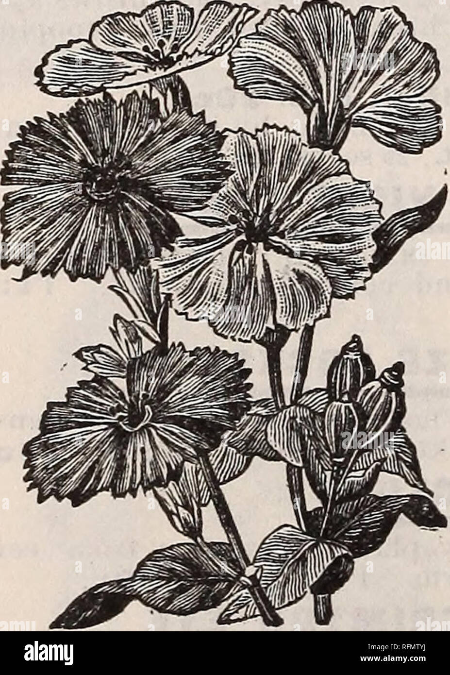 . Flowers for spring, 1899 : plants seeds and bulbs. Nursery stock New York (State) Catalogs; Flowers Seeds Catalogs; Bulbs (Plants) Catalogs; Plants, Ornamental Catalogs. LICHNIS BURNING STAR This is a dazzling beauty In the garden. Bright scar- let. Flowers large and very showy, and plants live in a border year after year. Pkt. (100 seeds) 6 eta.. Please note that these images are extracted from scanned page images that may have been digitally enhanced for readability - coloration and appearance of these illustrations may not perfectly resemble the original work.. Marshall, Phebe J; Phebe J. Stock Photo