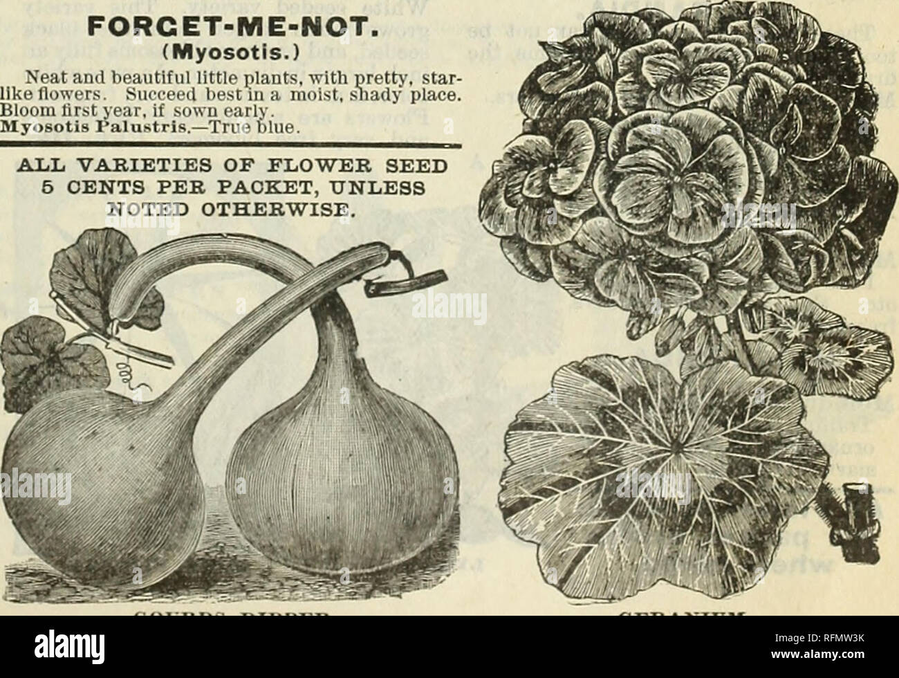 . Leonard's catalogue of seeds &amp; tools : 1899. Nursery stock Illinois Chicago Catalogs; Flowers Seeds Catalogs; Vegetables Seeds Catalogs; Agricultural implements Catalogs. FORGET-JIE-NOT. FORGET-ME-NOT. (Myosotfs.) Neat and beautiful little plants, with pretty, star like flowers. Succeed best in a moist, snady place Bloom first year, if sown early. Myosotis Palustris.—True blue. ALL VARIETIES OP FLOWER SEED 6 CENTS PER PACKET, UNLESS NOTED OTHERWISE. GAILLARDIA LORENZIANA.. GOI RDS, DIPPE GERANIUM.. Please note that these images are extracted from scanned page images that may have been di Stock Photo