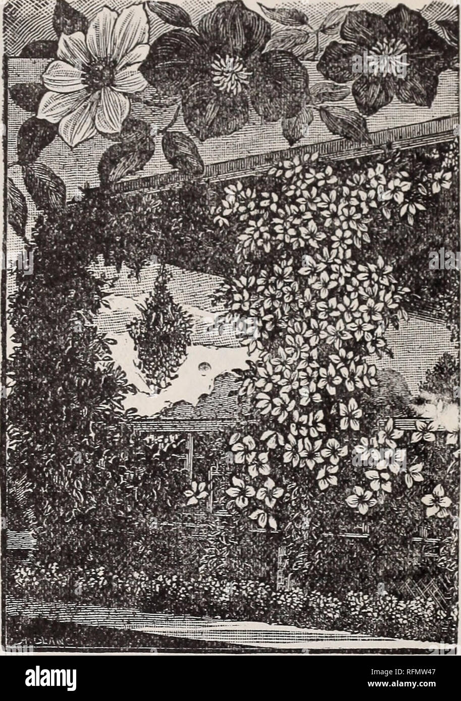 . Bulbs for fall, 1899. Nursery stock New York (State) Catalogs; Flowers Seeds Catalogs; Bulbs (Plants) Catalogs. A BOWER OF CLEMATIS. CLEMATIS PANICULATA. (New Sweet-Scented Japan Clematis.) PANICULATA. One of the most beau- tiful of our hardy fall blooming vines. The flowers are pure white, very fragrant, borne in large clusters fairly covering the plant, go that it is a mass of fleecy white. I5c, 2 for 25c. COCCI NEA. Bright vermilion scarlet. 15c. each; 2 for 25c. CRISPA. Flowers bell-shaped, purplish blue, very fragrant. 15c, each; 2 for 25c. GRAVEOLENS. A yellow - flowered variety, very  Stock Photo