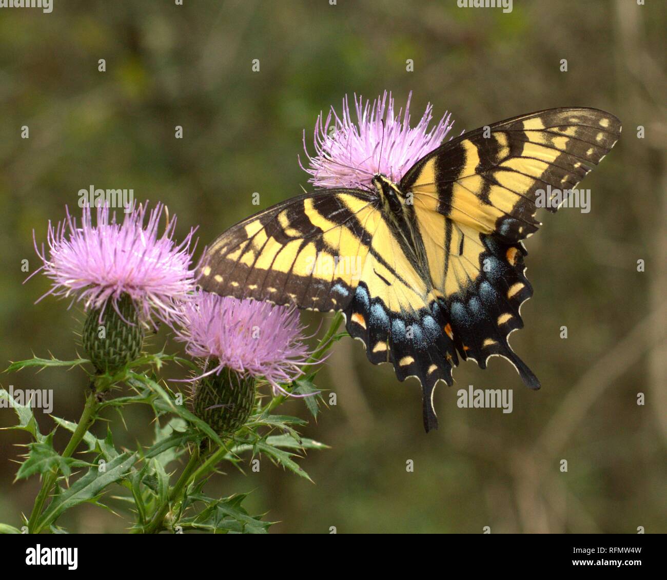 Eastern Tiger Swallowtail sitting on a thistle bloom Stock Photo - Alamy