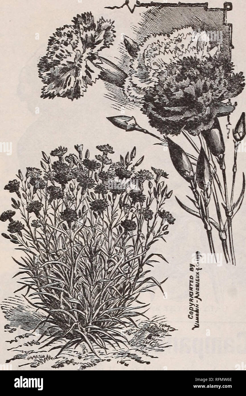 . Flowers for spring, 1899 : plants seeds and bulbs. Nursery stock New York (State) Catalogs; Flowers Seeds Catalogs; Bulbs (Plants) Catalogs; Plants, Ornamental Catalogs. Marguerite Carnation. CARNATION MARGUERITE. A great favorite because it blooms so quick after sowing the seed. Flowers large, colors are bright and var'^d, with that delicious, refresh- ing clove fragrance that makes all Carnations so much loved. Colors are dazzling red, soft pink, white, mottled and variegated. Carnations are now one of most sought for flowers in the New York market, and the seed of this variety will produc Stock Photo