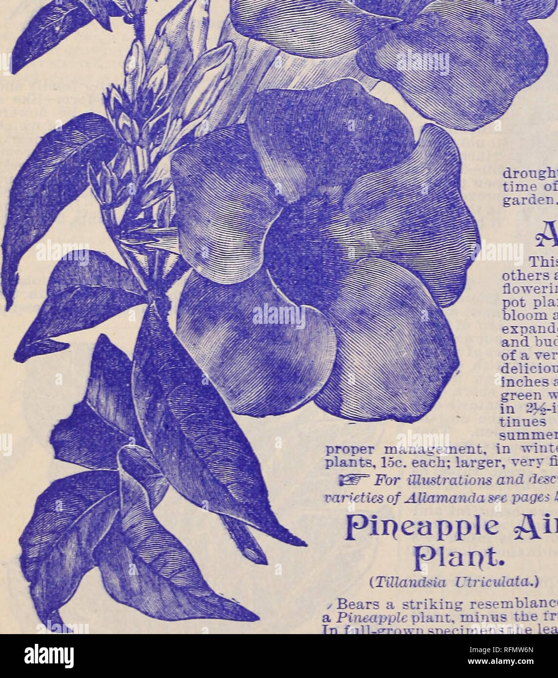 . Rare Florida flowers and fruits. Nurseries (Horticulture) Florida Catalogs; Flowers Catalogs; Plants, Ornamental Catalogs; Shrubs Catalogs. 16 JESSAMINE GARDENS, JESSAMINE, FLORIDA. Tl*e &quot; Blue Spiraea.&quot; (.Caryopteris Jdastaeanthus. &lt; Not a Spiraa at all, but belongs to the Ycr'rxna family, though it is a hardy Sptrao.-like shrub. It is a Chinese plant, and unmistakably one of the finest shrubs introduced in recent years. The flowers are a rich lavender-biue. a color so rare among flowers, and are closely clustered around the stems, as shown in the cut. The leaves are strongly a Stock Photo