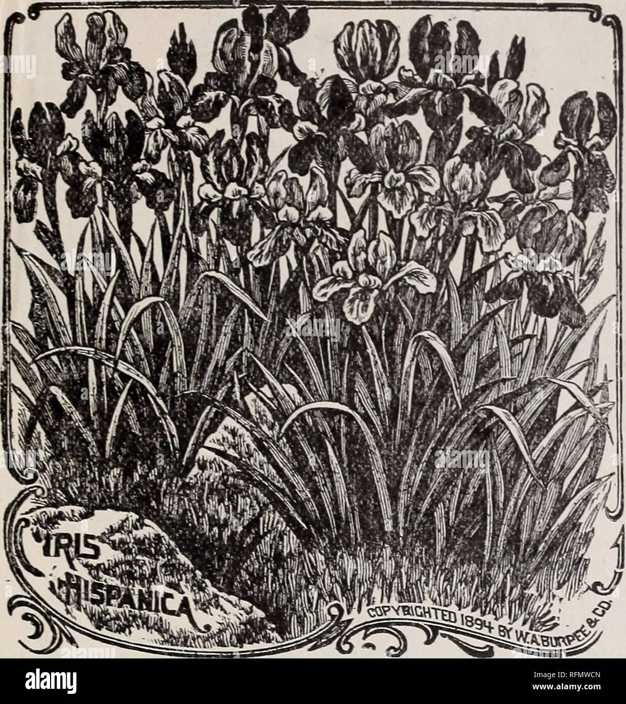 . Bulbs for fall, 1899. Nursery stock New York (State) Catalogs; Flowers Seeds Catalogs; Bulbs (Plants) Catalogs. PHEBE J. MARSHALL, HIBERNIA, DUTCHESS CO . N. Y.. Th. BEAUTIFUL SPANISH IRIS ia one of the easiest grown and most beautiful of hardy bulbs. For winter flowers, it blooms quick and easy inside, is absolutely sure to bloom, grows twelve to fifteen inches high, and bears lovely, large, orchid-like flowers of many brilliant and striking colors, including ele- gant combinations of fine porcelain blue, deep violet, royal purple, golden-yellow, rich orange, pearly- white and coal-black—be Stock Photo