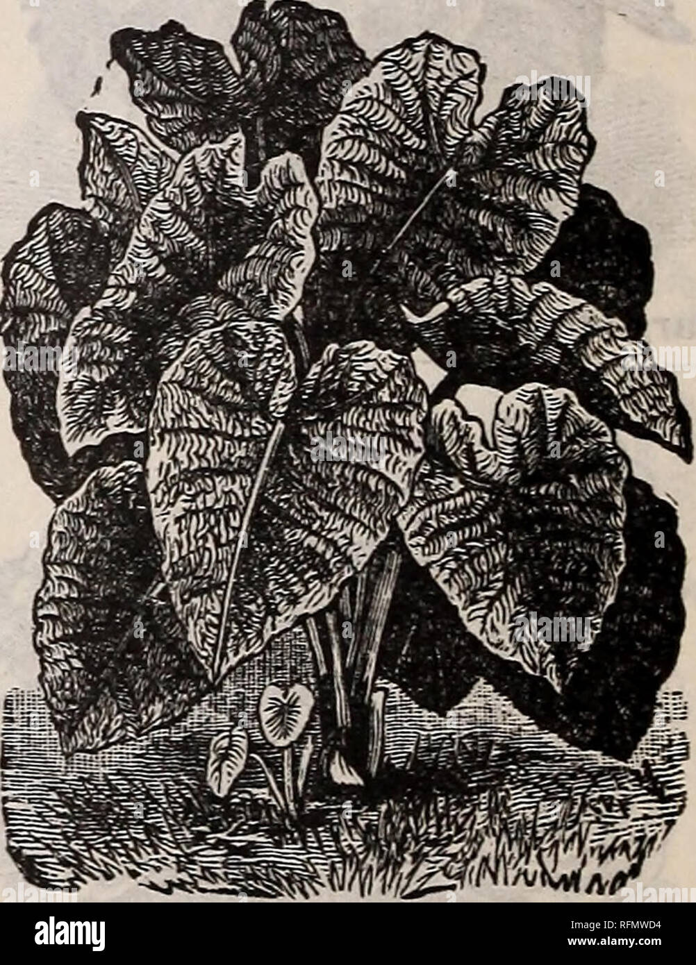 Flowers For Spring 1899 Plants Seeds And Bulbs Nursery Stock New York State Catalogs Flowers Seeds Catalogs Bulbs Plants Catalogs Plants Ornamental Catalogs Easter Lily Tigridias Very Beautiful And Odd