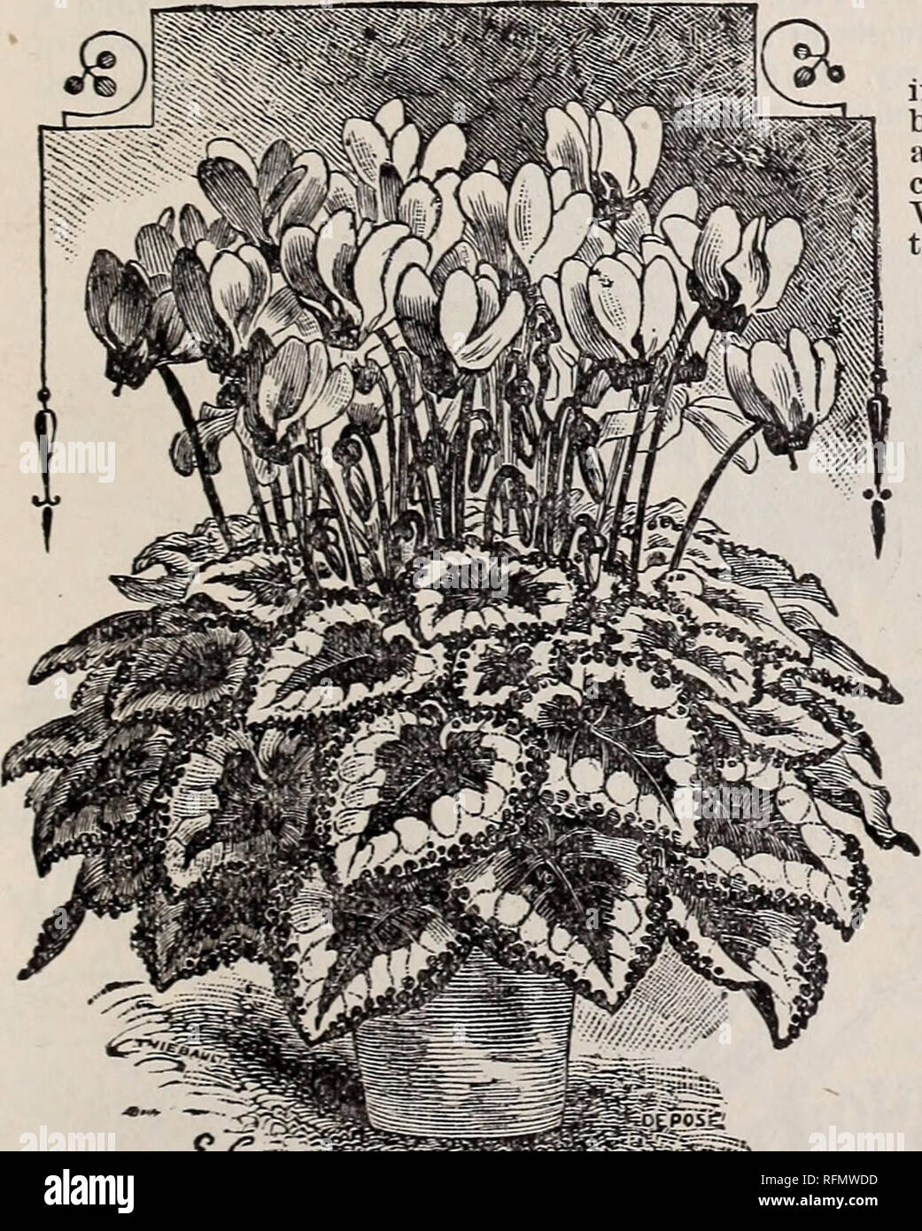 . Bulbs for fall, 1899. Nursery stock New York (State) Catalogs; Flowers Seeds Catalogs; Bulbs (Plants) Catalogs. SPARAXtS. The colors and habit very much like the Ixias, only the flowers are more open and larger. The coiors are very bright. A single pot of these make a lovely display, .&quot;jparaxis, Ixias, Freesias, Scillas, Alliums, and Triteleias are perfect winter gems, 3 for 5c: 12 for 15c.. CYCLAMEN GIGANTEUM. BEAUTIFUL IXIAS. A small bulb for pot culture and winter bloom- ing Spikes are 8 inches long, of dazzling and brilliant colors. Acheerful and beautiful flower, and indispensable  Stock Photo