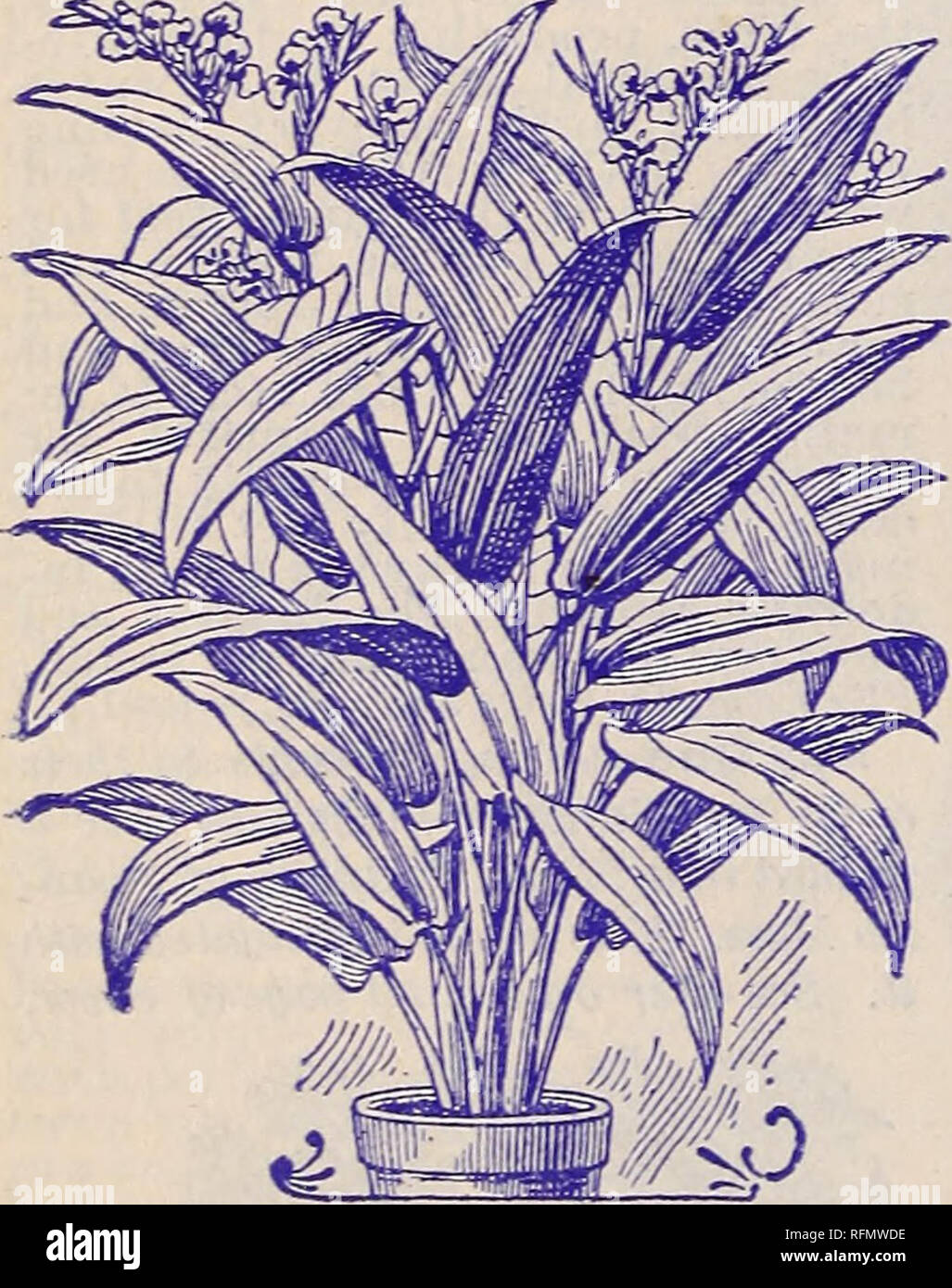 . Rare Florida flowers and fruits. Nurseries (Horticulture) Florida Catalogs; Flowers Catalogs; Plants, Ornamental Catalogs; Shrubs Catalogs. Pain} Grass. (Panicum Ereurrcns.) A very elegant grass from Natal, which makes an exceed- ingly fine decorative pot plant. Fesv would think it a grass, for it much more closely resembles the seed leaves of soma Palms, partic- ularly the Cocos. It also striking- ly resembles Cureidigo recurvata, which is so much used for decor- ative purposes, but is much hand- somer, more easily and quickly grown. Each leaf is a foot or more in length, two to three or fo Stock Photo