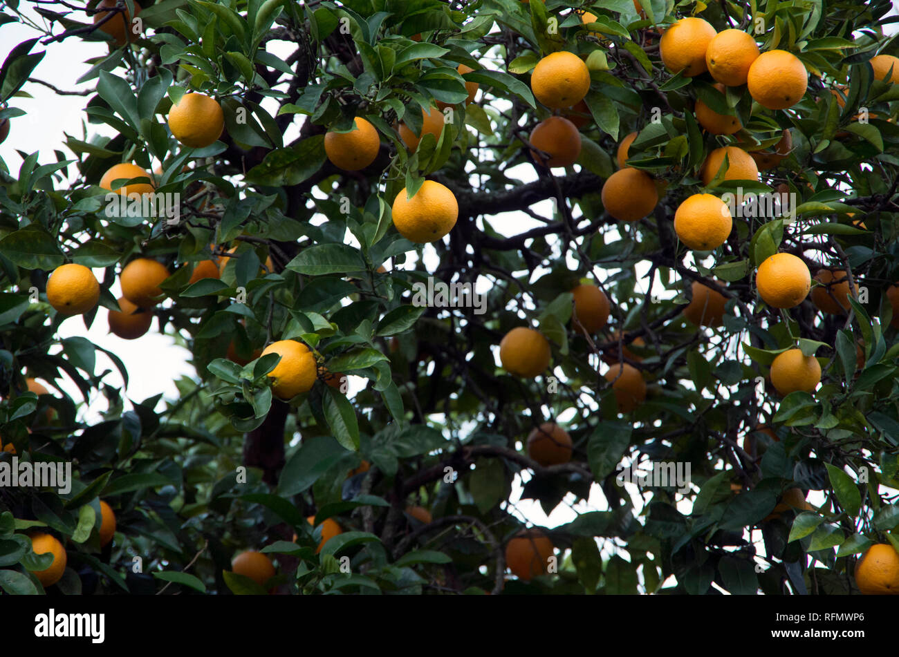 Oranges typically turn ripe at the end of December to early January