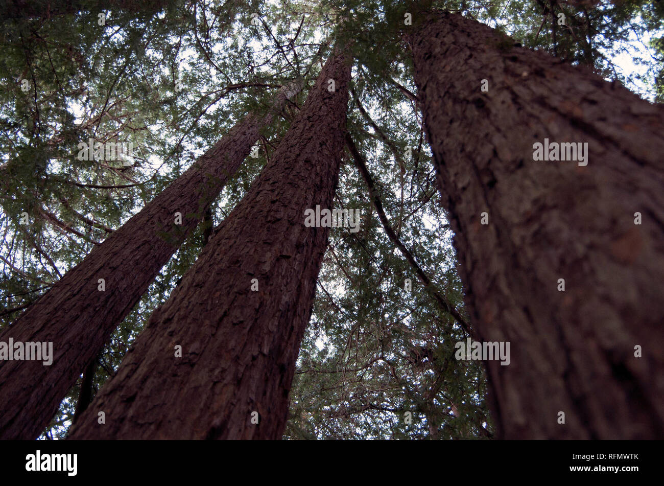 Redwood trees are among the tallest trees on Earth, and they can grow