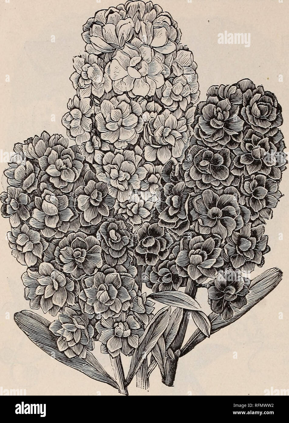 . Johnson & Musser Seed Co.'s catalogue of reliable seeds. Nursery