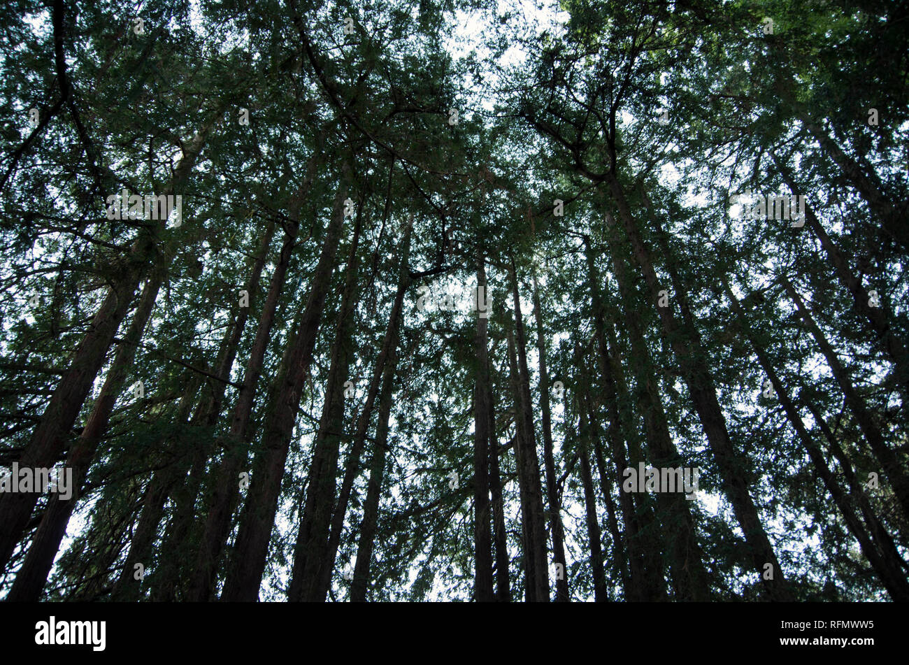 Redwood trees are among the tallest trees on Earth, and they can grow