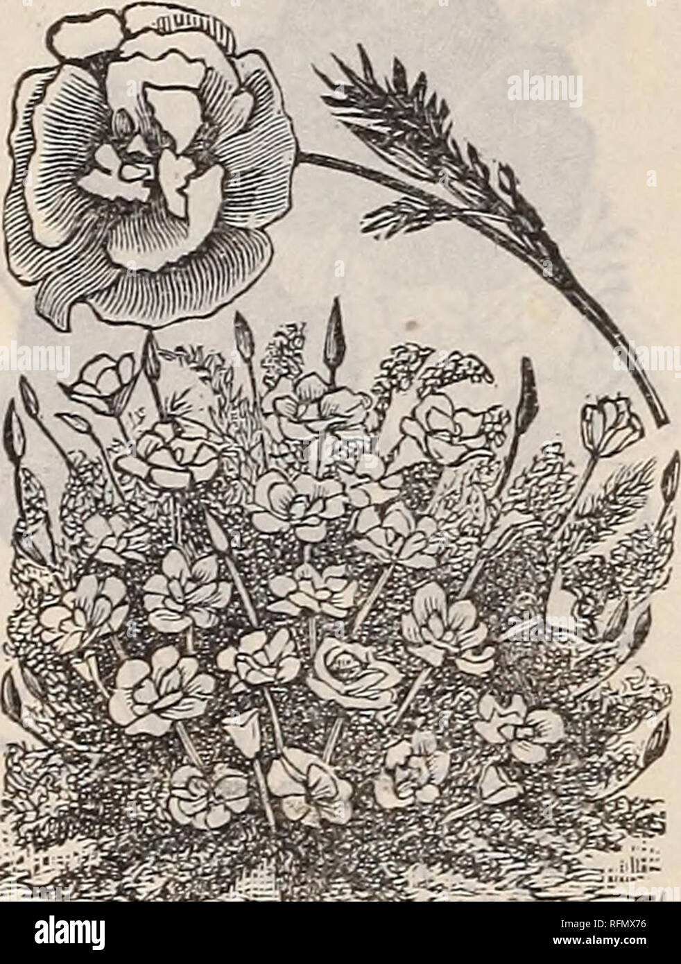 Ilrated And Descriptive Catalogue Of Garden Field