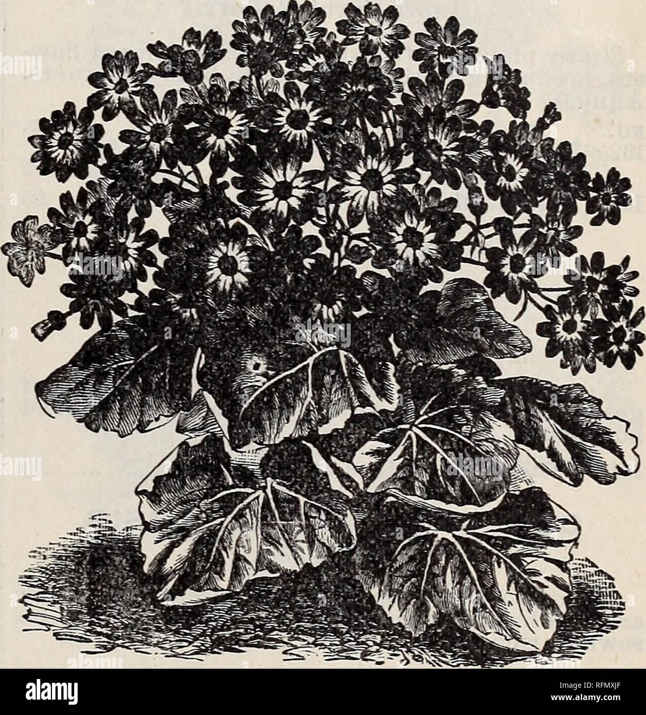 . Seeds and bulbs for 1899. Nursery stock Ohio Cleveland Catalogs; Vegetables Seeds Catalogs; Flowers Seeds Catalogs; Gardening Equipment and supplies Catalogs. CHRYSANTHEMUM. CHRYSANTHEMUM. (Wucherblume. Goldblume.) Showy and effective garden favorites. The an- nual varieties are in great demand, and extensive- ly grown for cut flowers, making a fine pot plant for winter, and excellent for beds or borders through the summer. Succeed best in loam and rotted manure, equal parts. NO. PKT. 91. Crutescens. (White Marguerite, or Paris Daisy) 10 92. Chinese Largs Flowered. Double mixed, well-known v Stock Photo