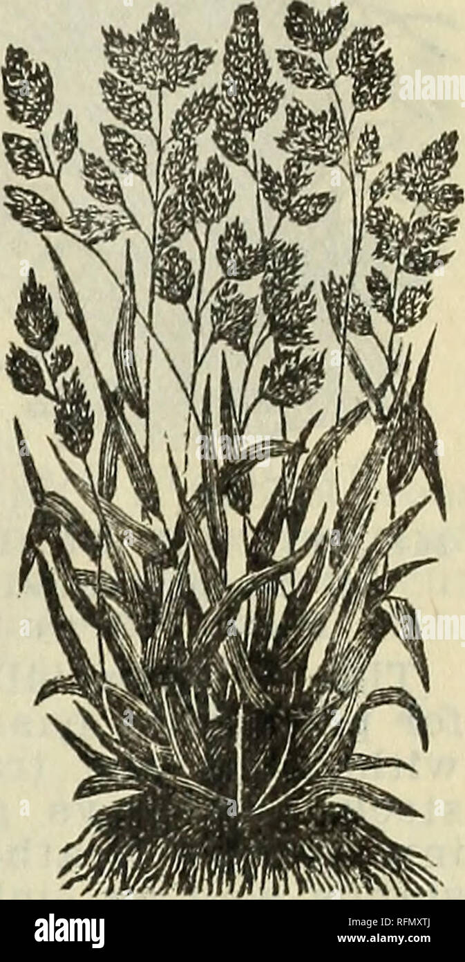 . 1899 Buell Lamberson Seed Store. Nursery stock Oregon Portland Catalogs; Vegetables Seeds Catalogs; Flowers Seeds Catalogs; Gardening Equipment and supplies Catalogs. KEJL&gt; TOP (Agroxtis vnl^niis), HERDS' GRASS. This grass requires a moist soil and is one of ta« best for permanent pastures. It makes a very resistant and leafy turf, which well withstands the tramping of stock. When sown alone, use two bushels to the acre. One bushels weighs 14 pounds. Per lb., 10c. RED TOP, FANCY. (Cleaned from chaff). Sow 8 to 10 pounds per acre. Per lb., 20c. ORCHARD GRASS. (Dactylis glomerata.) This is  Stock Photo