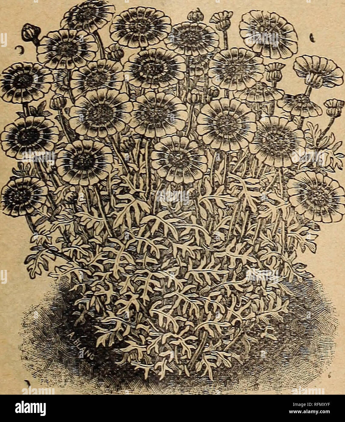 Margaret bean hi-res stock photography and images - Alamy