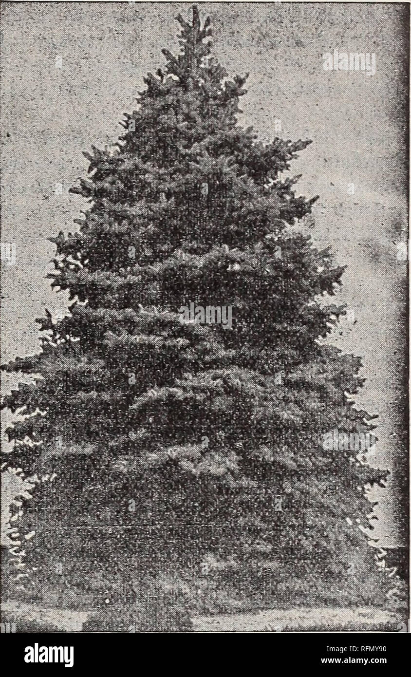 . Desecriptive catalogue of choice hardy trees, evergreens, shrubs, roses, vines, hardy plants, and best fruits. Nursery stock New York (State) New York Catalogs; Trees Seedlings Catalogs; Shrubs Seedlings Catalogs; Plants, Ornamental Catalogs; Fruit Catalogs. Catalogue of^Hardy Trefs, Shrubs, Etc. 19 Evergreen and Coniferous Trees—Continued. CEDRUS Atlantica. Mt. Atlas Cedar. Of vigorous growth, pyramidal form; dense, light silvery foliage, very thick on the upper side of the branches. Hardy and valuable. One of the finest Evergreens. $1 to $2. ?CEDRUS Atlantica glauca. One of the most beauti Stock Photo
