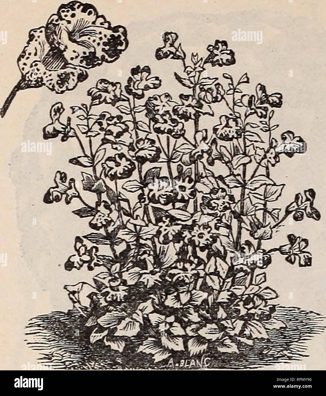 . Illustrated and descriptive seed catalogue and price list for 1899