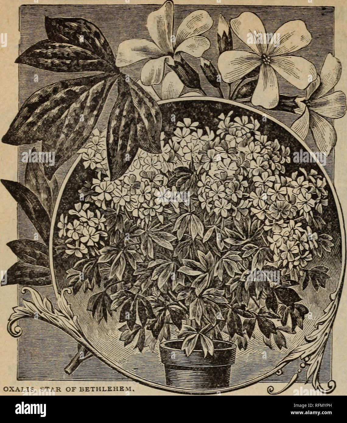 . Floral treasures : 1899. Nursery stock Ohio Springfield Catalogs; Roses Catalogs; Flowers Catalogs; Bulbs (Plants) Catalogs. 62 The Good &amp; Beese Company, florists and Seedsmen.. UPRIGHT OXALIS, Or Star of Bethle uem. Few new plants will give bctier saiislaction than this, as it is a perpetual i^loomcr in every sense of the word. It is in iu l bloom everv day ill the year, when grown in a pot of tood soil and with ordinary care. It grows as f'cely as a Gera- nium in any situation. It is a shrubby plant, like a Geranium or Fuchsia without buds, in which respect it differs from other Oxalis Stock Photo