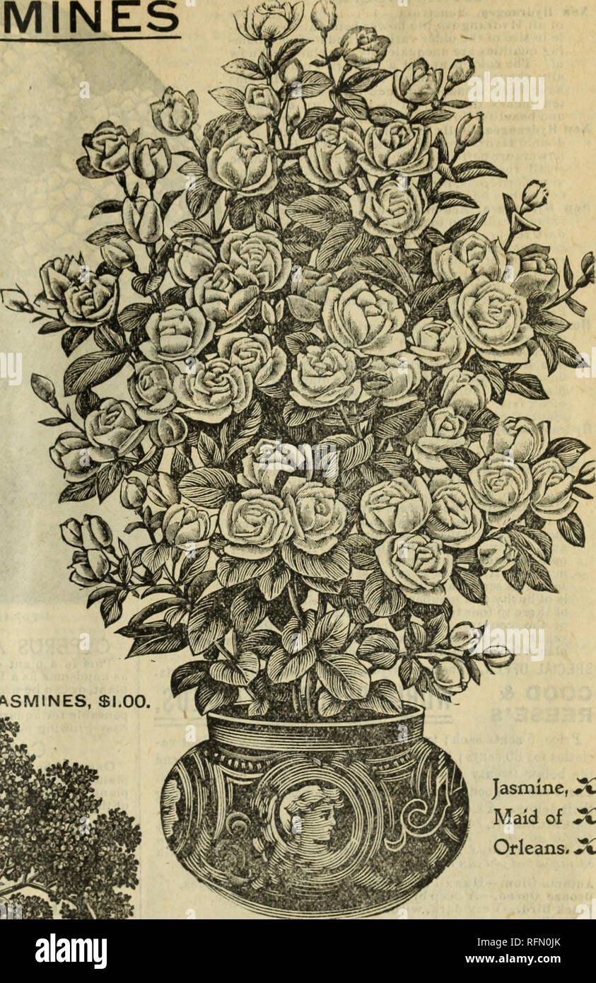 . Magnificent offers : 25 special bargains in roses, bulbs, plants, seeds. Nursery stock Ohio Springfield Catalogs; Roses Catalogs; Flowers Catalogs; Bulbs (Plants) Catalogs. Jasmine, Maid of 2C Orleans, 3Â£ CESTRUM, or NIGHT-BLOOMING JASMINE. Parqui.â A native of Chili. An excellent garden plant, growing rapidlv. Foliage long and of deep green color. Produces its richiy'fragrant flowers at every joint. Sweet only at night. Well adapted to house and window culture. Price, 10c. ea--h. Laurifolium.âA hnndsome plant, with large, glossy foliage and pure white flowers. Price, 10 cents each. THE TWO Stock Photo