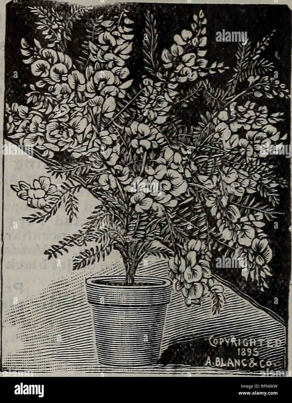 Floral Beauties Nursery Stock Ohio Springfield Catalogs