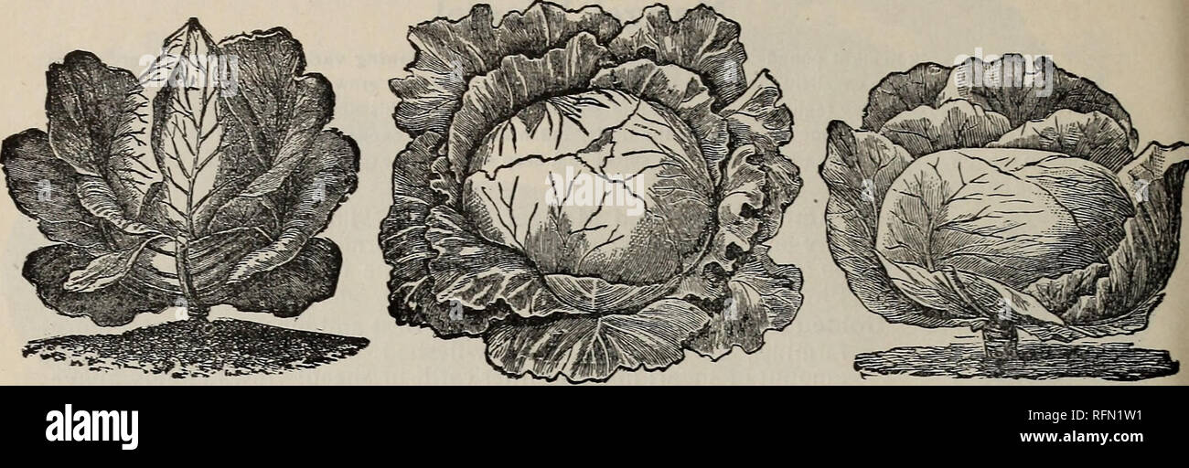. Seeds. Nurseries (Horticulture) Michigan Monroe Catalogs; Vegetables Seeds Catalogs; Flowers Seeds Catalogs; Bulbs (Plants) Catalogs. 6 GREENING BROS., MONROE, MICH.,. Early Jersey Waketield. Burpee's All Head Early. Premium Late Flat Dutch. All our Cabbage Seed is American Grown. Beware of Cheap European Seed. Cabbage. German, ®opffoljI. French, Chou Pomme. Culture.—One ounce will produce 1,500 plants. The requisites for complete success are: First, good seed; there is no vegetable » here the seed has more influence on the quality of the product than in this, and gardener-; should invariabl Stock Photo