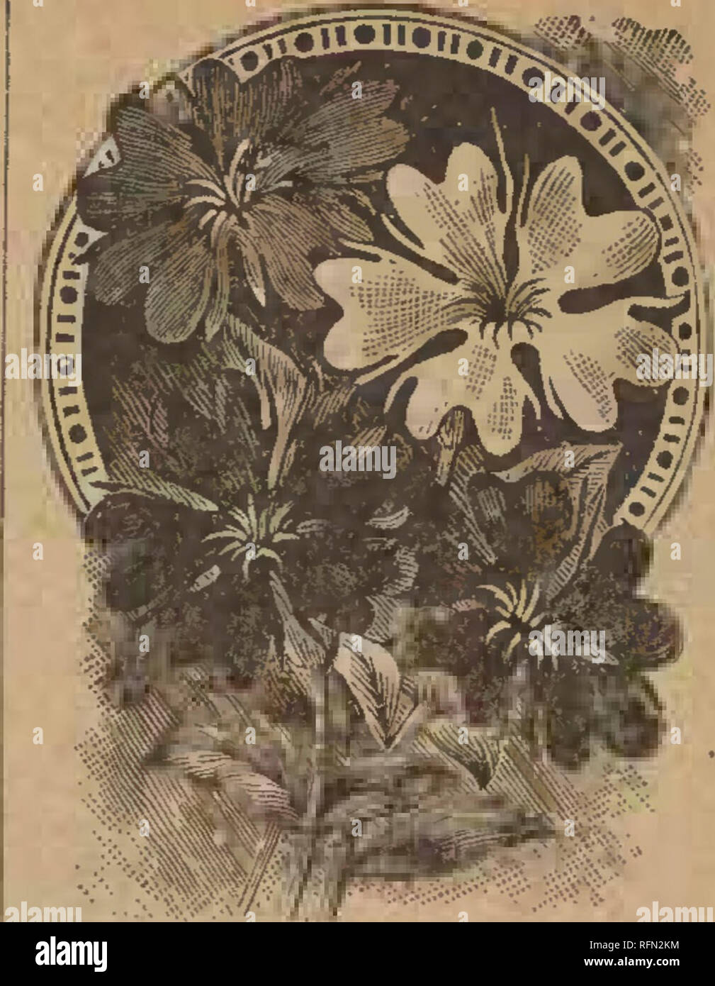 . Spring 1897. Nursery stock Wisconsin Catalogs; Fruit Catalogs; Flowers Seeds Catalogs; Vegetables Seeds Catalogs; Cereal grasses Seeds Catalogs; Grasses Seeds Catalogs. . Please note that these images are extracted from scanned page images that may have been digitally enhanced for readability - coloration and appearance of these illustrations may not perfectly resemble the original work.. John A. Salzer Seed Co.. Stock Photo