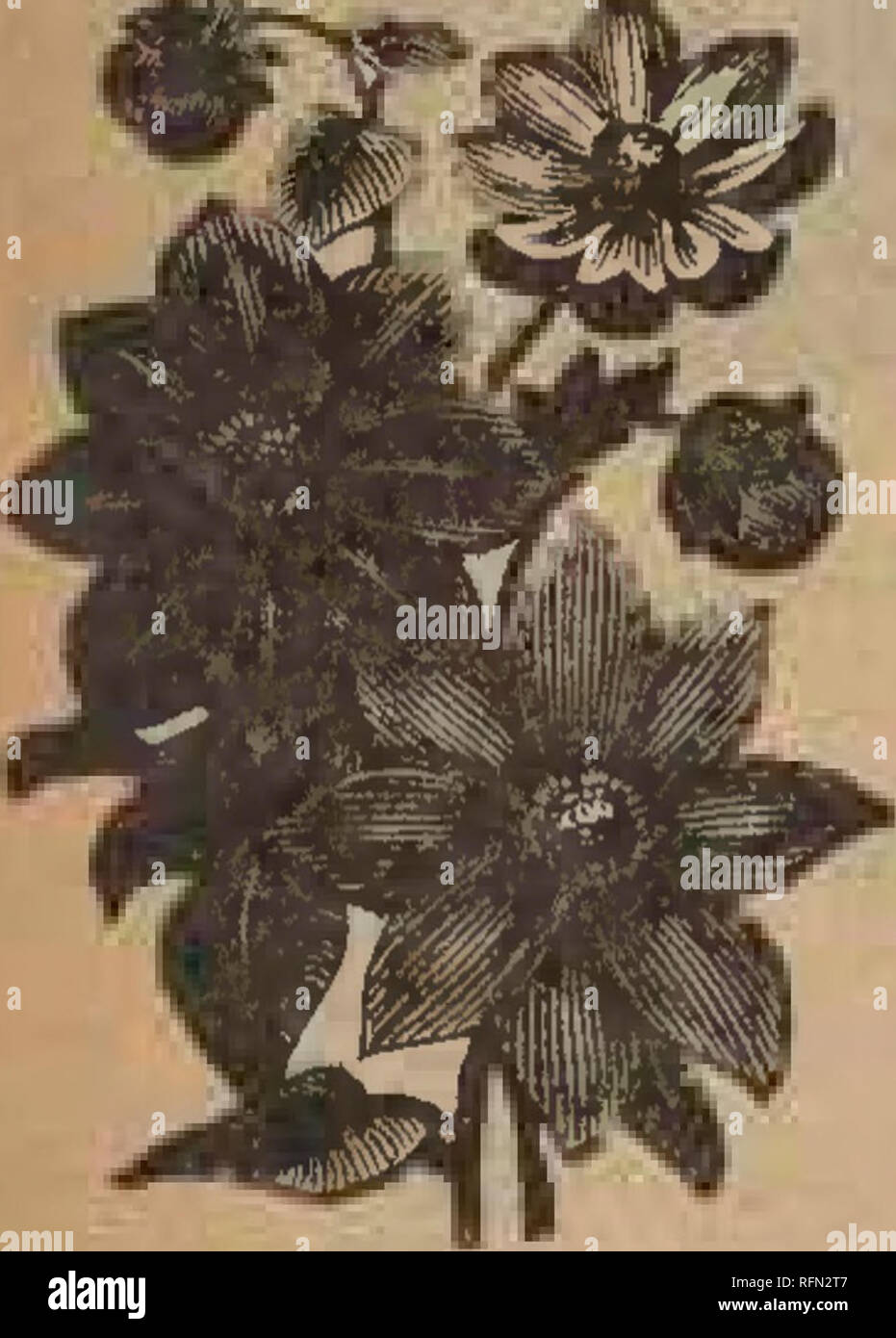 50 Seeds Finest Mixed Cactus