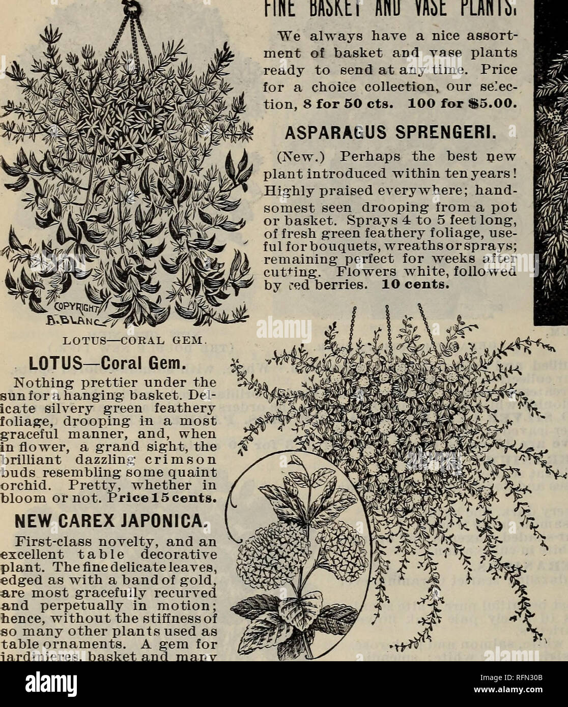 . New and rare plants, bulbs, fruits. Nursery stock New York (State) Catalogs; Vegetables Seeds Catalogs; Flowers Seeds Catalogs; Plants, Ornamental Catalogs; Fruit Catalogs. LOTUS—CORAL GEM. LOTUS—Coral Gem. Nothing prettier under the «un for a hanging basket. Del- icate silvery green feathery foliage, drooping in a most graceful manner, and, when in flower, a grand sight, the brilliant dazzling crimson buds resembling some quaint orchid. Pretty, whether in bloom or not. Price 15 cents. NEW CAREX JAPONICA. First-class novelty, and an excellent table decorative plant. The fine delicate leaves, Stock Photo