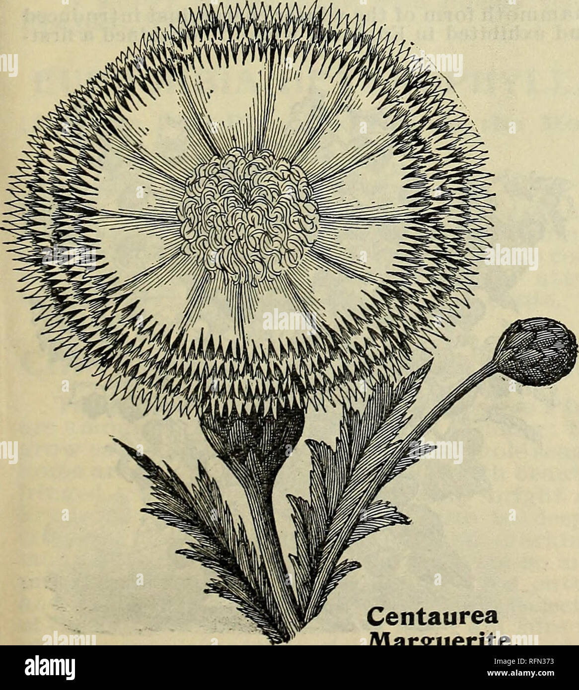 Cycla Stock Photos Cycla Stock Images Alamy