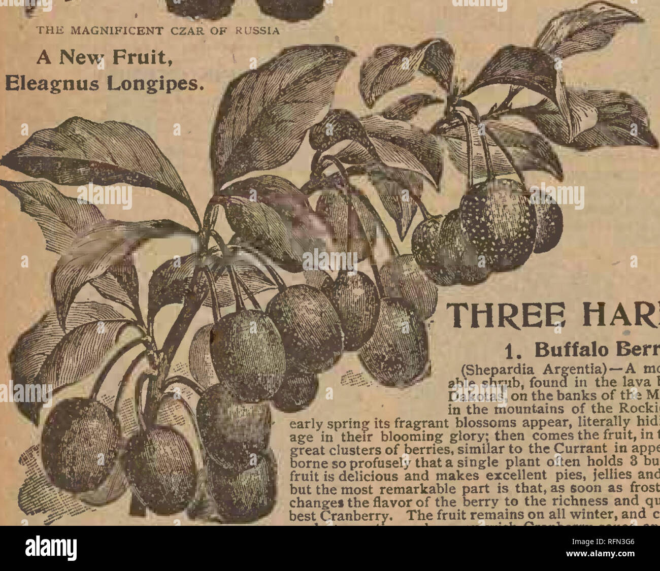 . Spring 1897. Nursery stock Wisconsin Catalogs; Fruit Catalogs; Flowers Seeds Catalogs; Vegetables Seeds Catalogs; Cereal grasses Seeds Catalogs; Grasses Seeds Catalogs. Russian Mulberry. The trees of seed planted 7 years ago are now 22 feet high, and this year just laden with fruit. The fruit is very valu- able, about the size of Black- berries, and is used for dessert or preserves, similar to the Raspberry or Blackberry. Each, by mail, 15c.; 8 for »1.00, post- paid. » Siberian Giant M ul berry • The fruit Is very large, solid and of delicious flavor, and it remains on the bushes a long whil Stock Photo